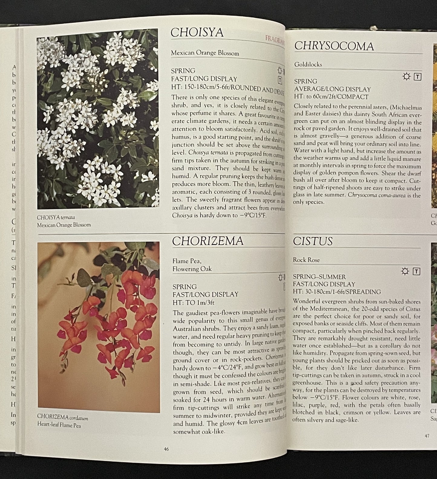 Shrubs for Bloom and Beauty by Stirling Macoboy