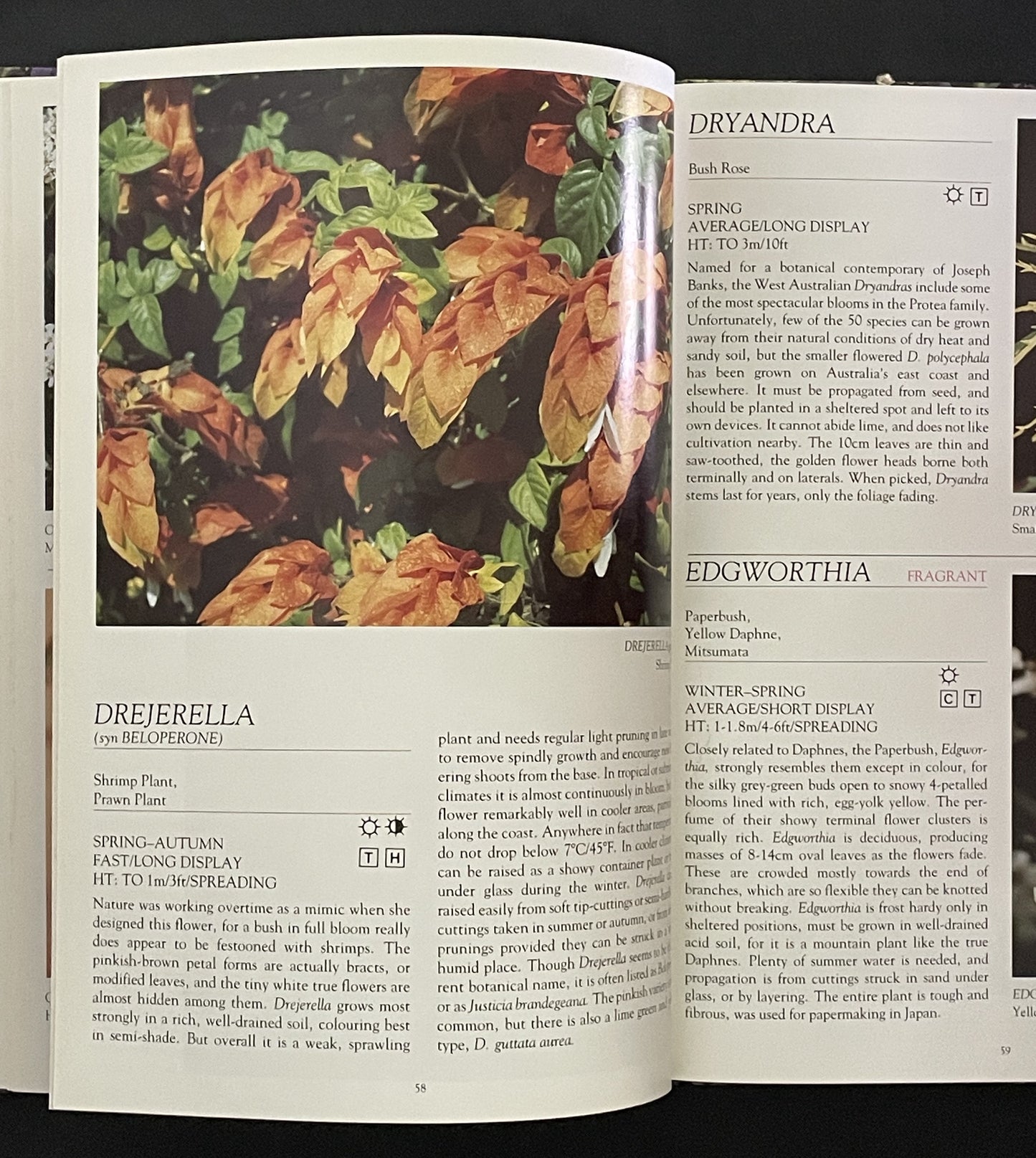 Shrubs for Bloom and Beauty by Stirling Macoboy