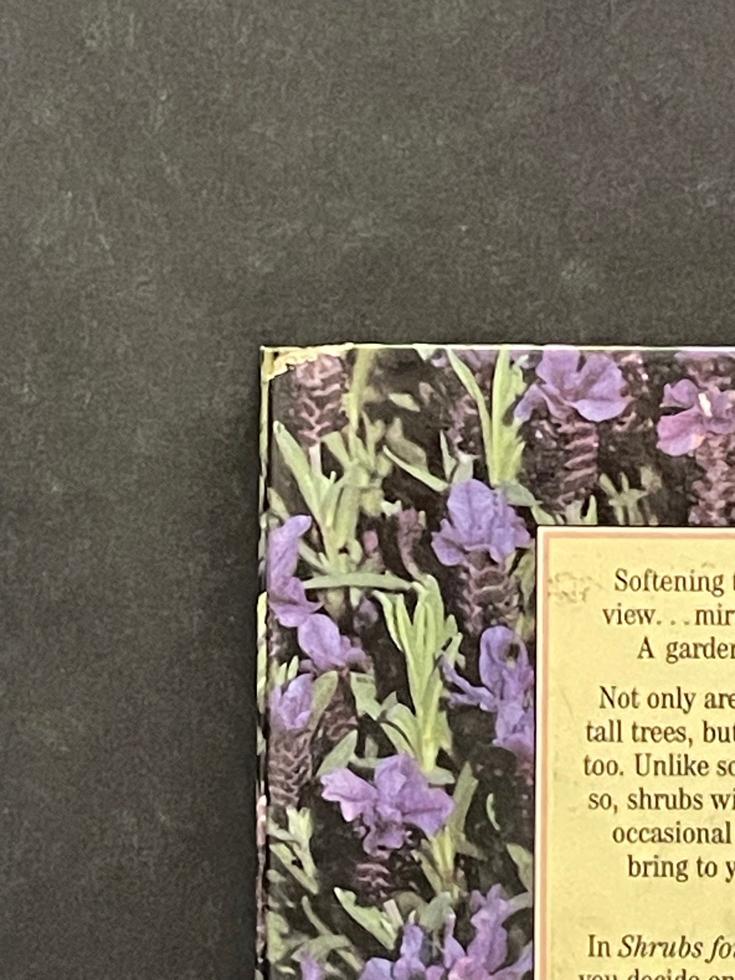 Shrubs for Bloom and Beauty by Stirling Macoboy