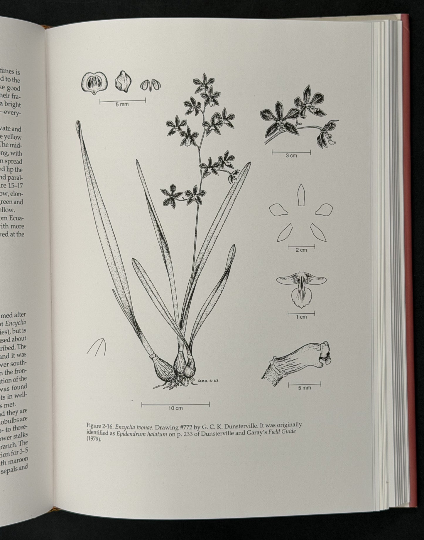 The Cattleyas and Their Relatives: The South American Encyclia species (Vol 6)