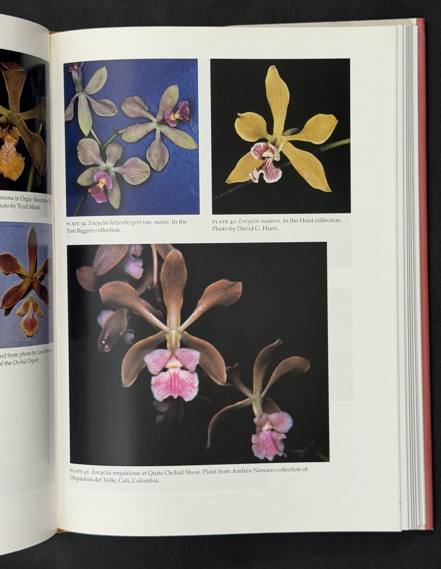 The Cattleyas and Their Relatives: The South American Encyclia species (Vol 6)