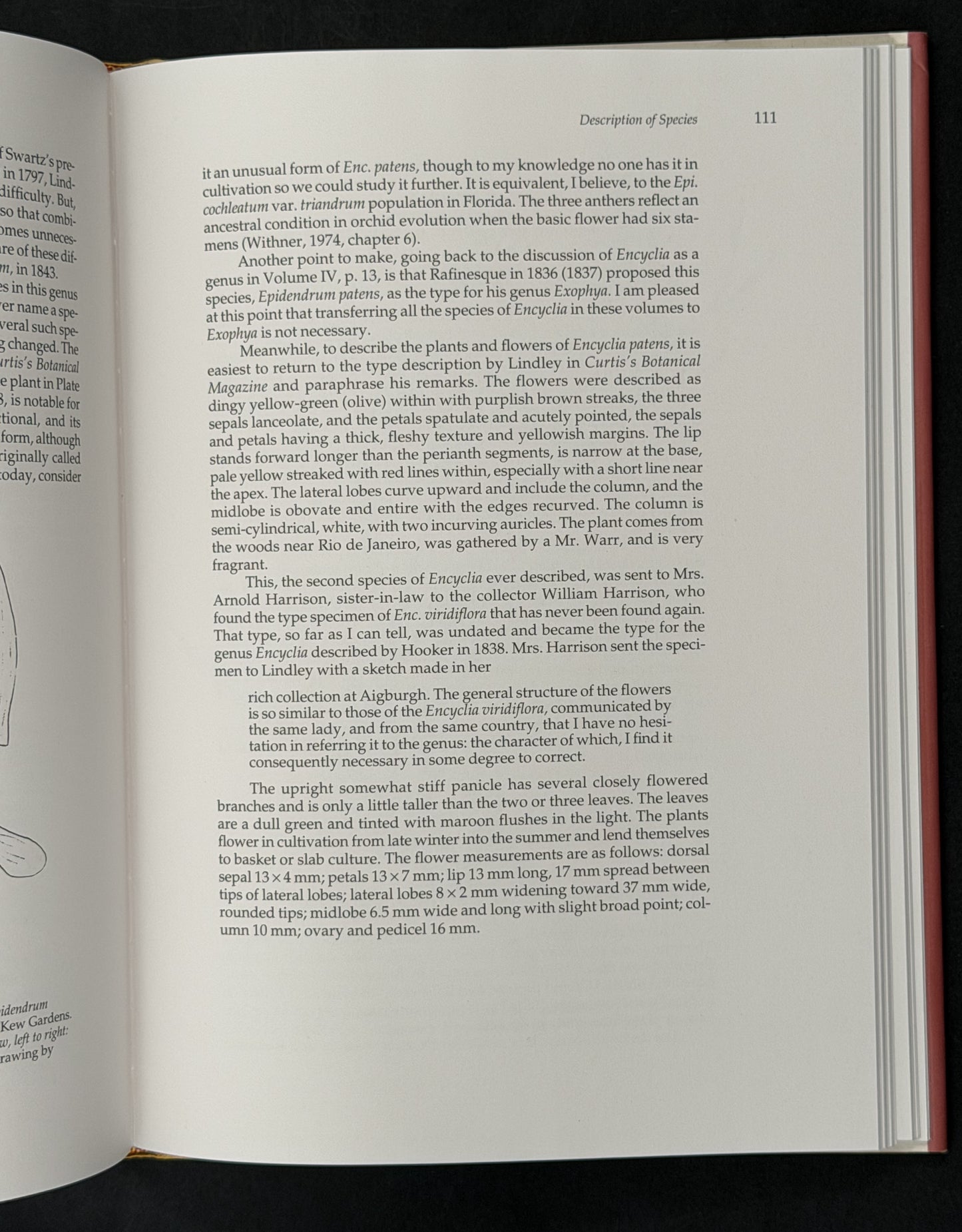The Cattleyas and Their Relatives: The South American Encyclia species (Vol 6)