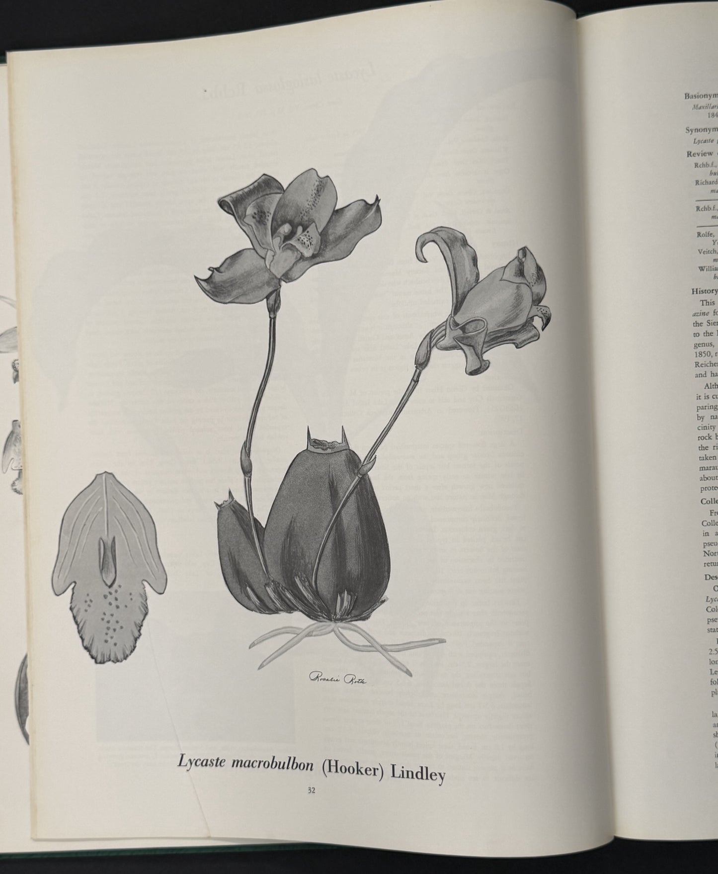 The Genus Lycaste by J. A. Fowlie