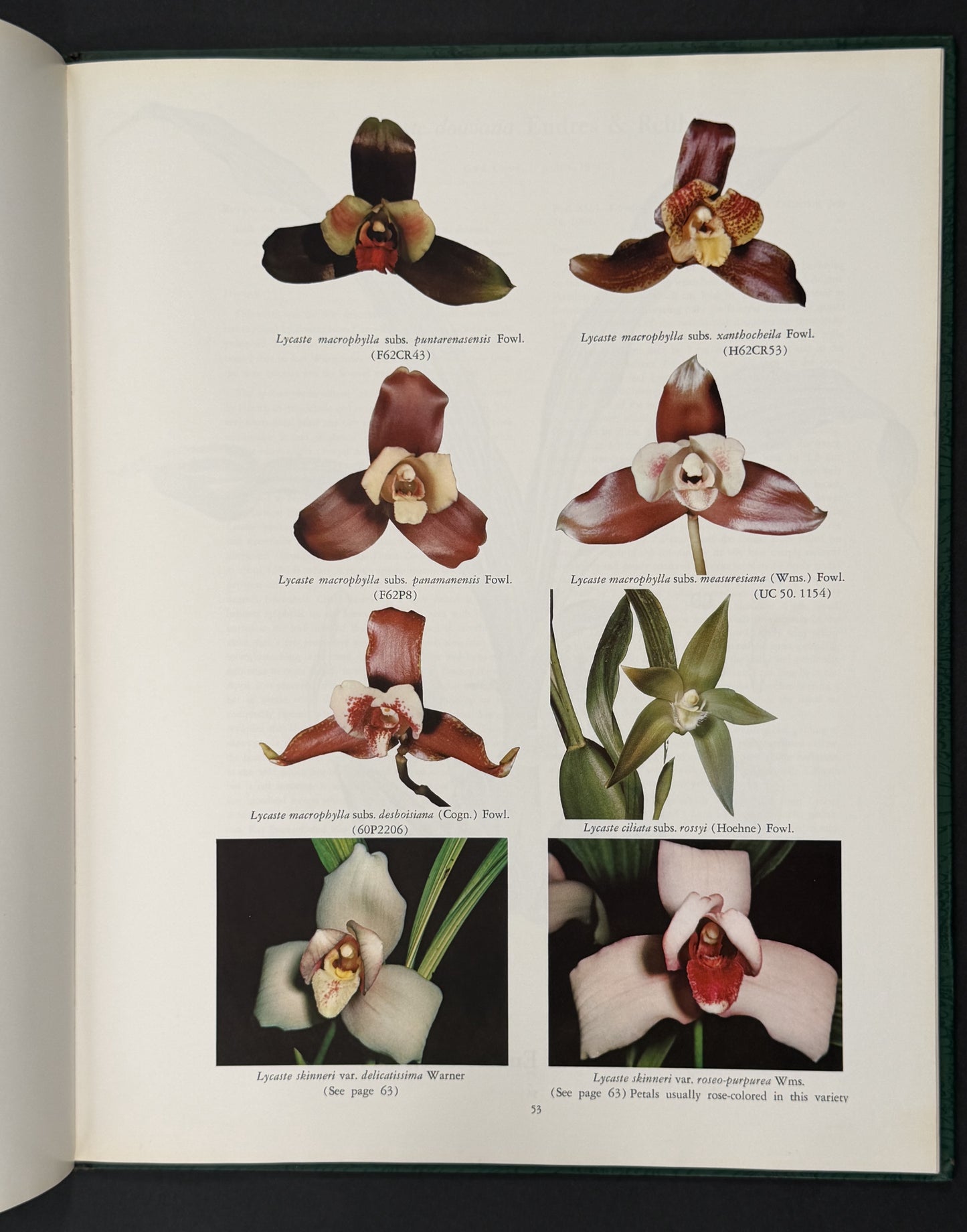 The Genus Lycaste by J. A. Fowlie