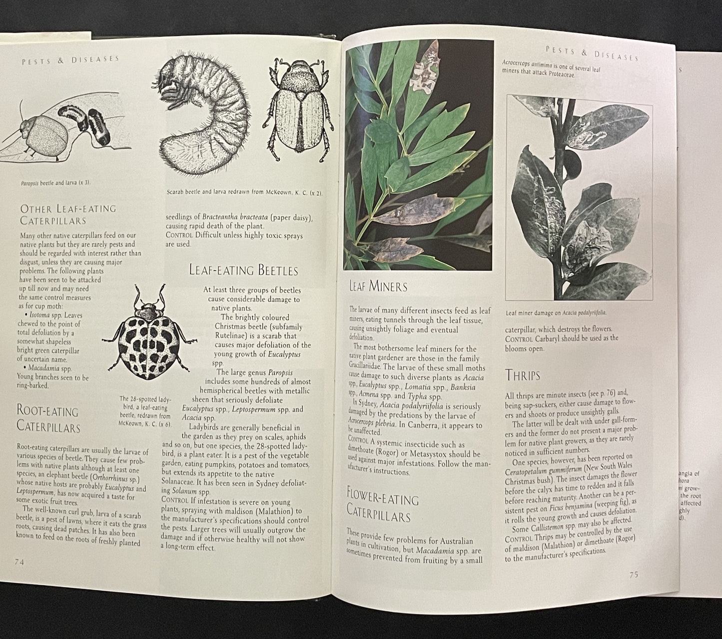 AUSTRALIAN Native Plants by John W. Wrigley Murray Fagg