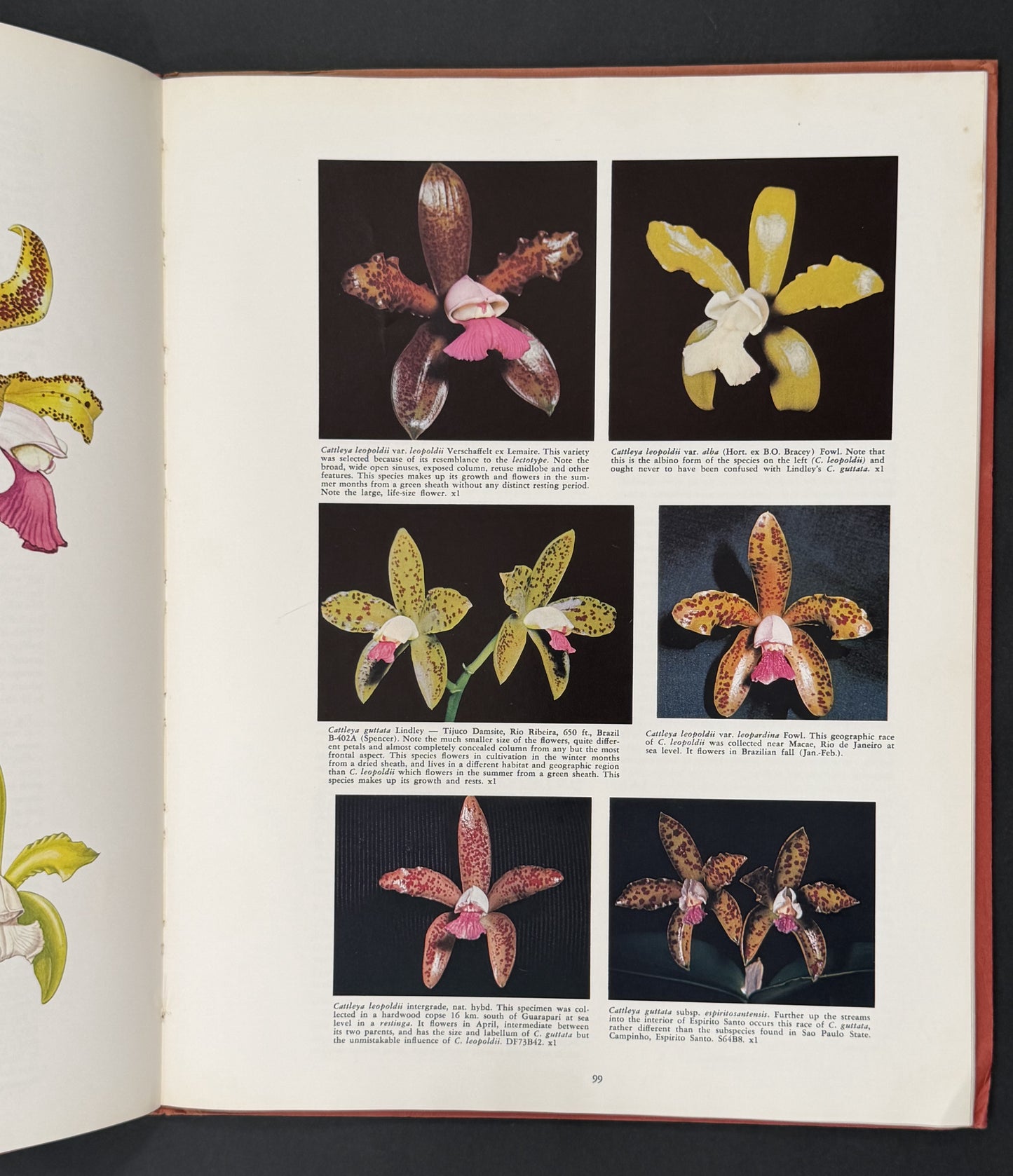 The Brazilian Bifoliate Cattleyas and Their Color Varieties by J. A. Fowlie