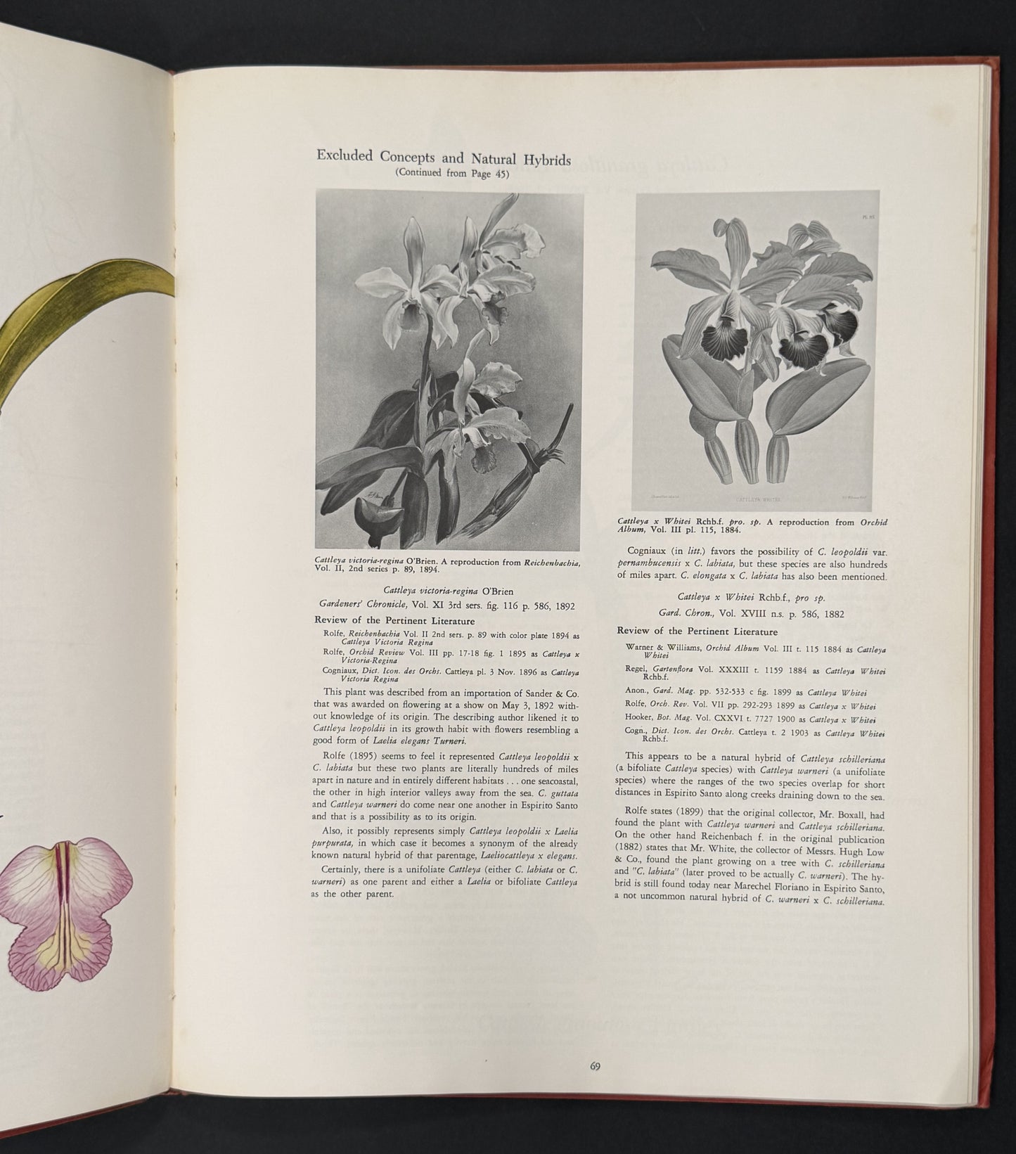 The Brazilian Bifoliate Cattleyas and Their Color Varieties by J. A. Fowlie