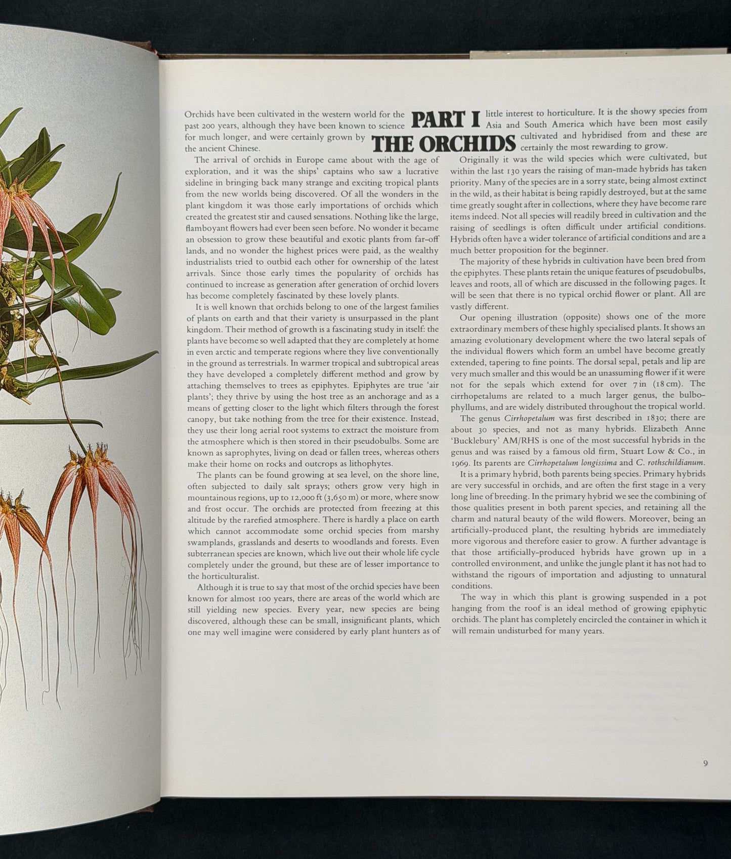 Orchid Growing Illustrated by Brian Rittershausen, Wilma Rittershausen