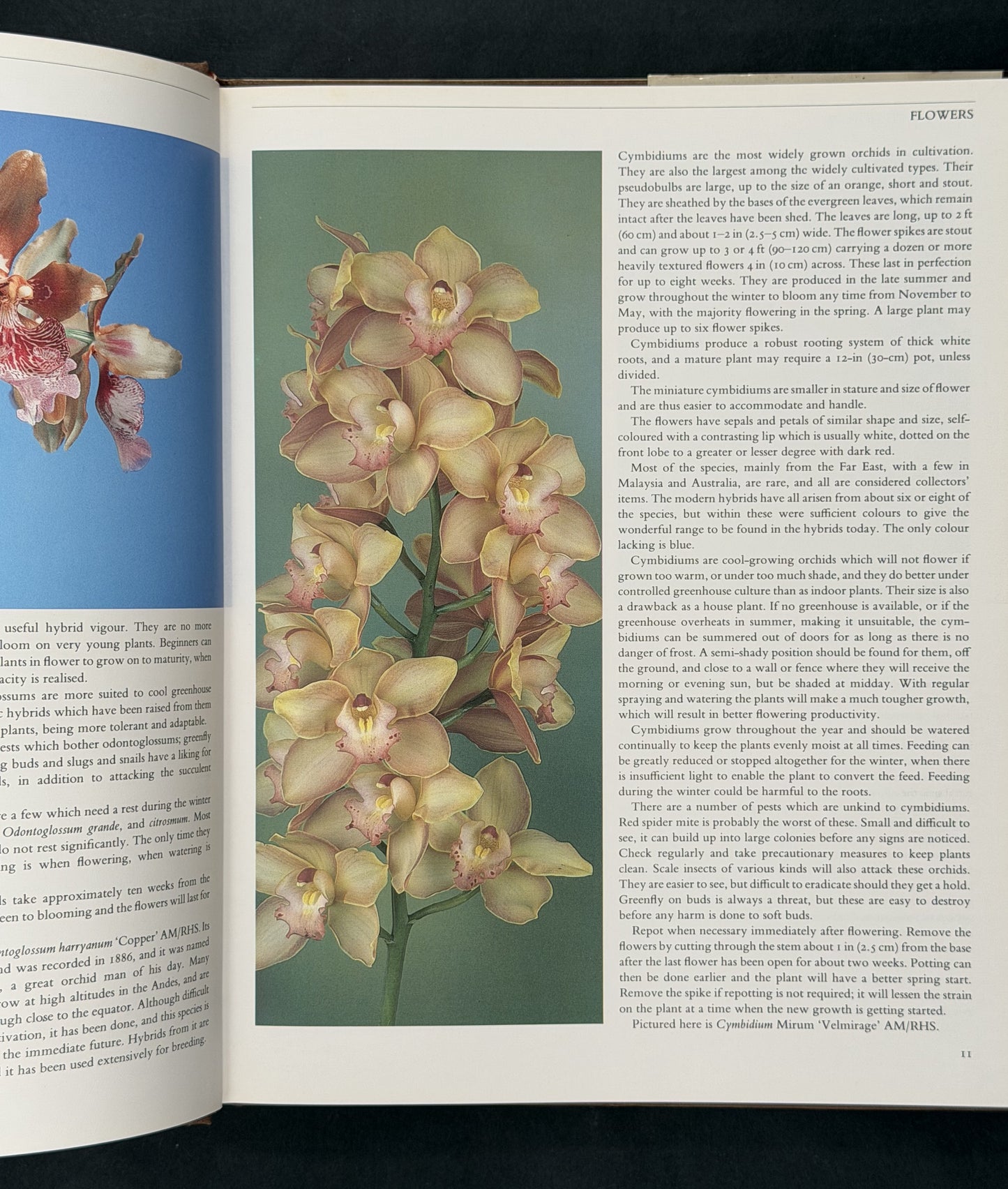 Orchid Growing Illustrated by Brian Rittershausen, Wilma Rittershausen