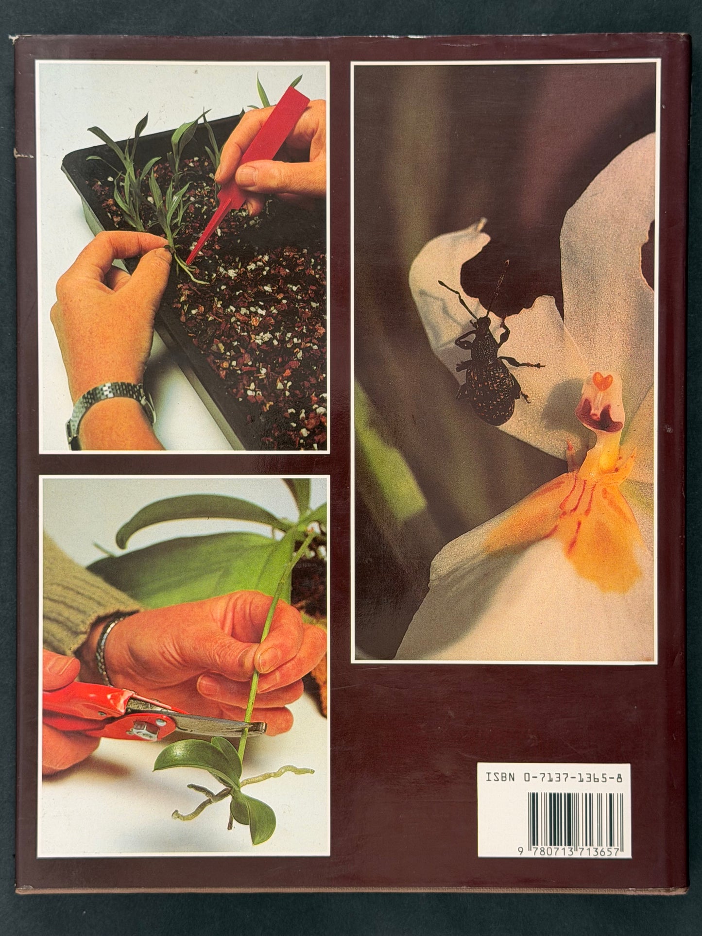 Orchid Growing Illustrated by Brian Rittershausen, Wilma Rittershausen