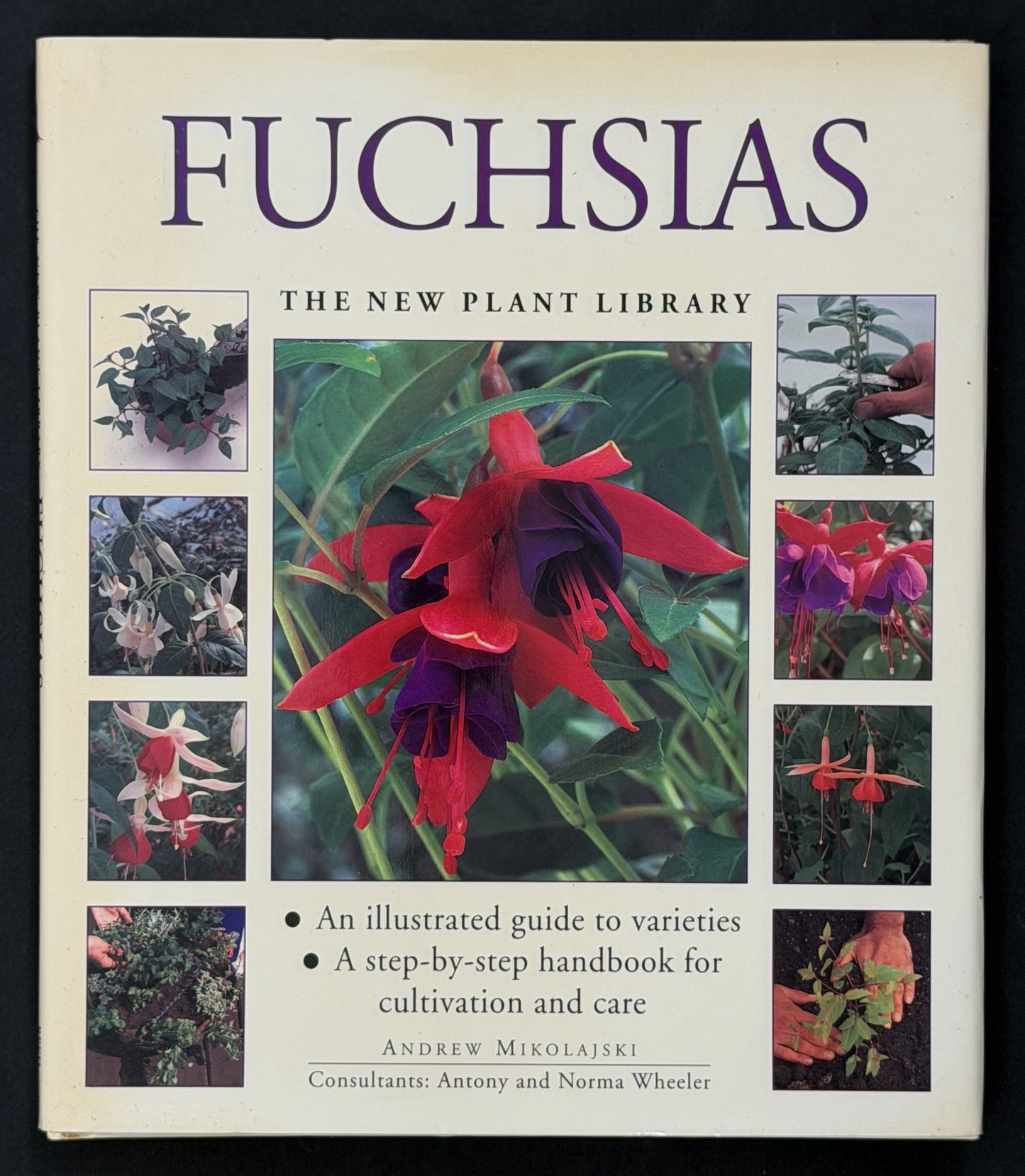 Fuchsias by Andrew Mikolajski