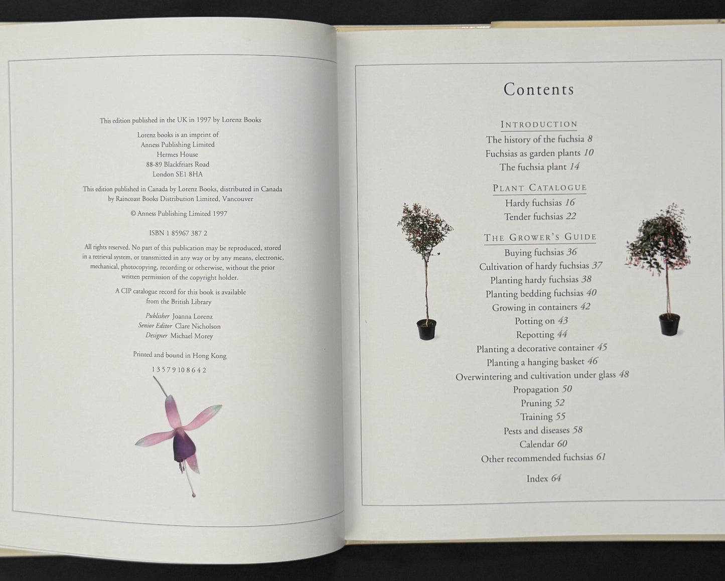 Fuchsias by Andrew Mikolajski