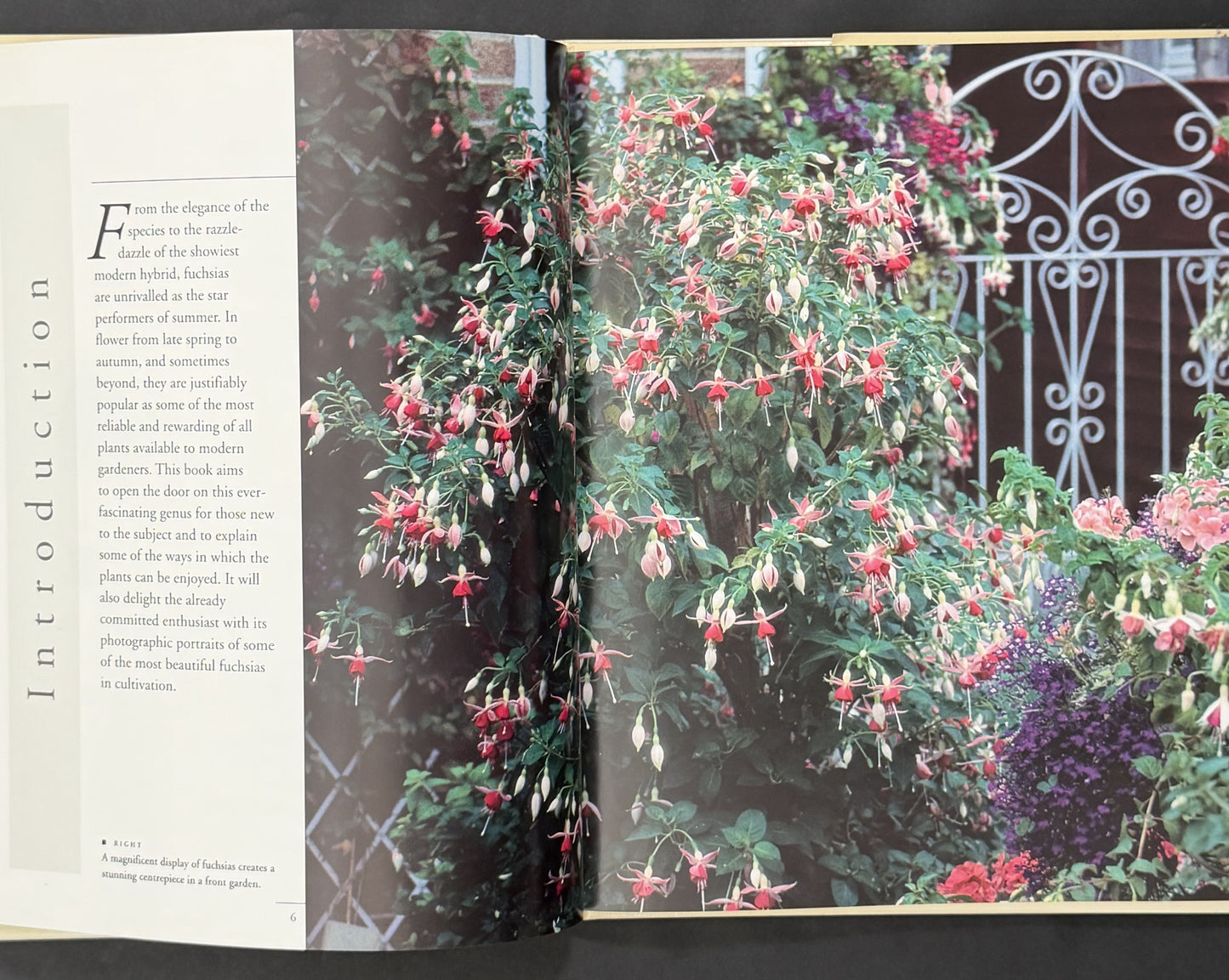 Fuchsias by Andrew Mikolajski