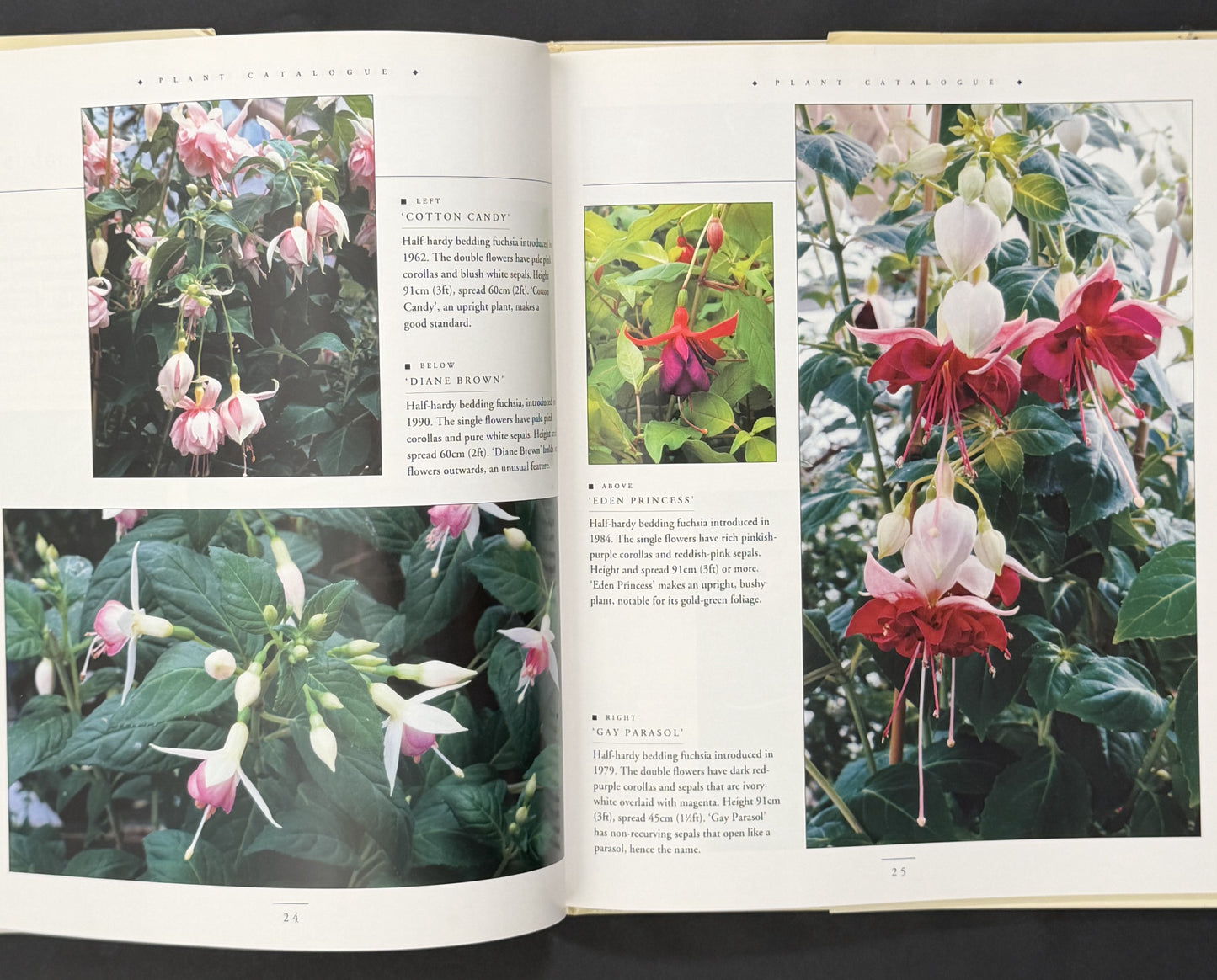 Fuchsias by Andrew Mikolajski