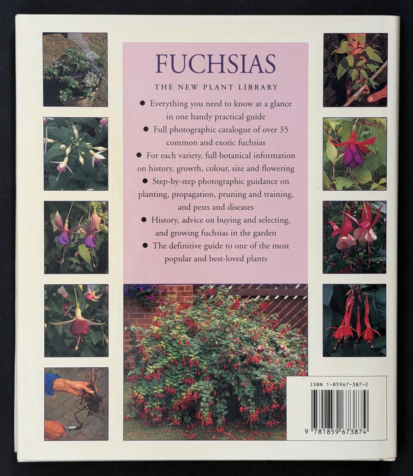 Fuchsias by Andrew Mikolajski
