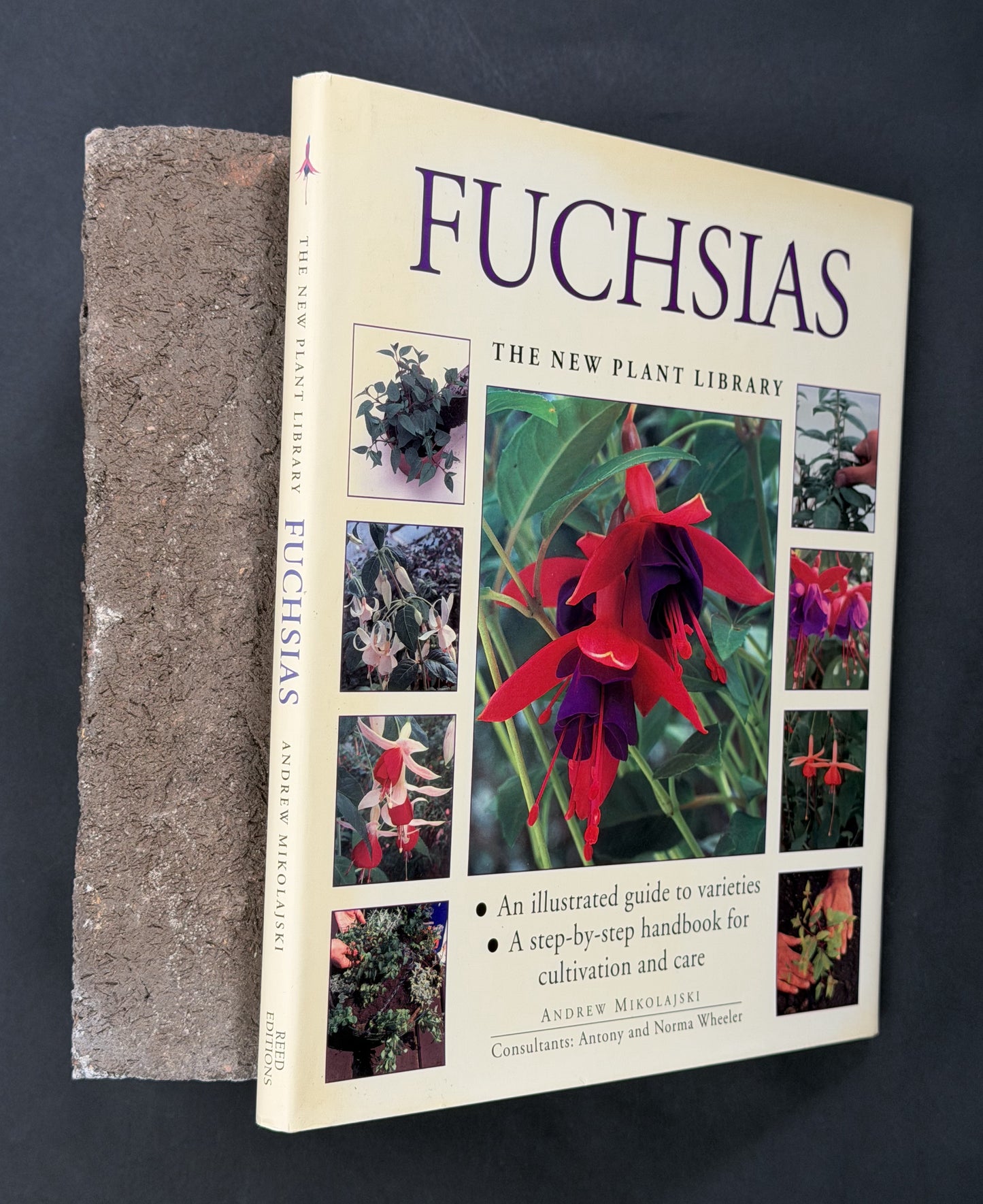 Fuchsias by Andrew Mikolajski