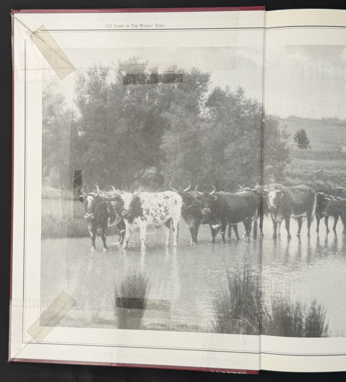 The Bible of the Bush, 1869-1994 by Hugh Jones
