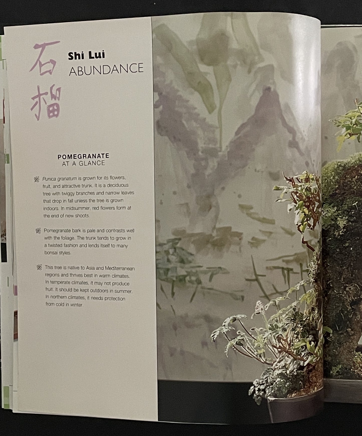 Creating Miniature Landscapes by Su Chin Ee