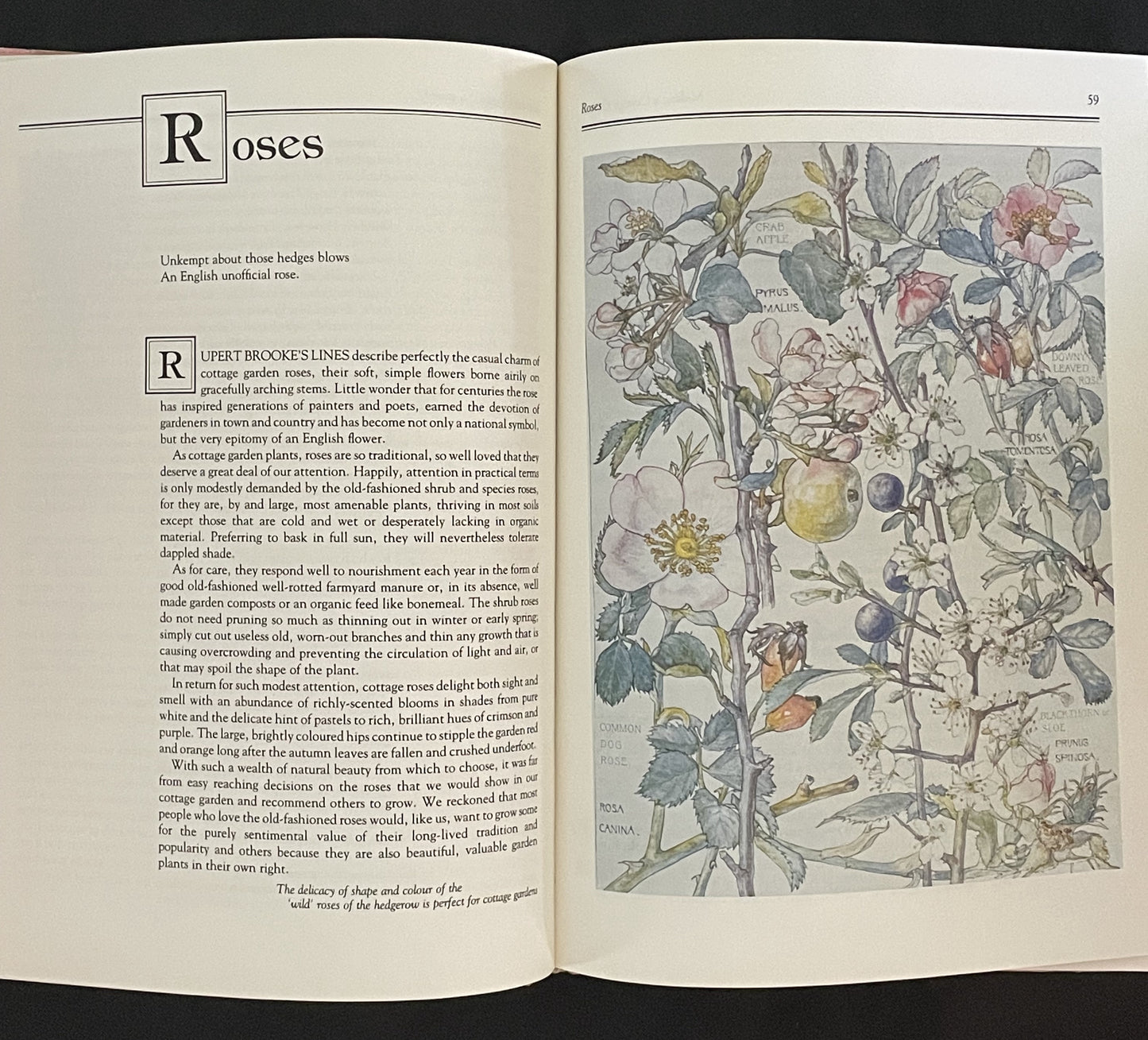 Making a Cottage Garden by Faith Whiten, Geoff Whiten