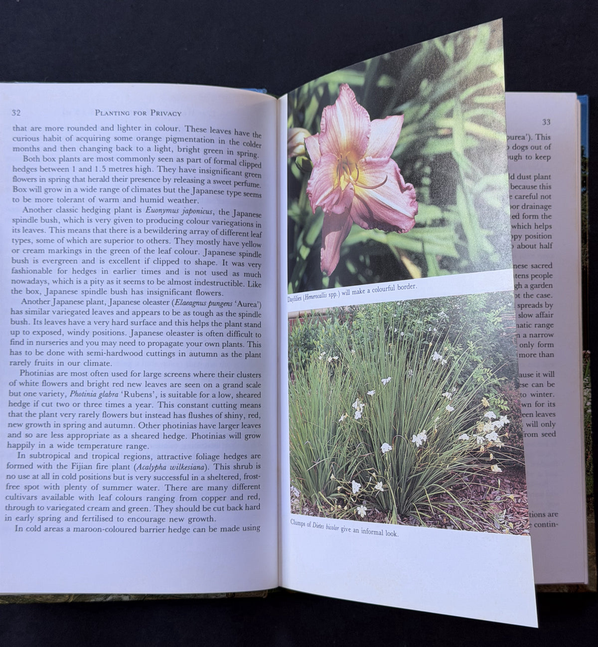 Planting for Privacy by Judy Horton