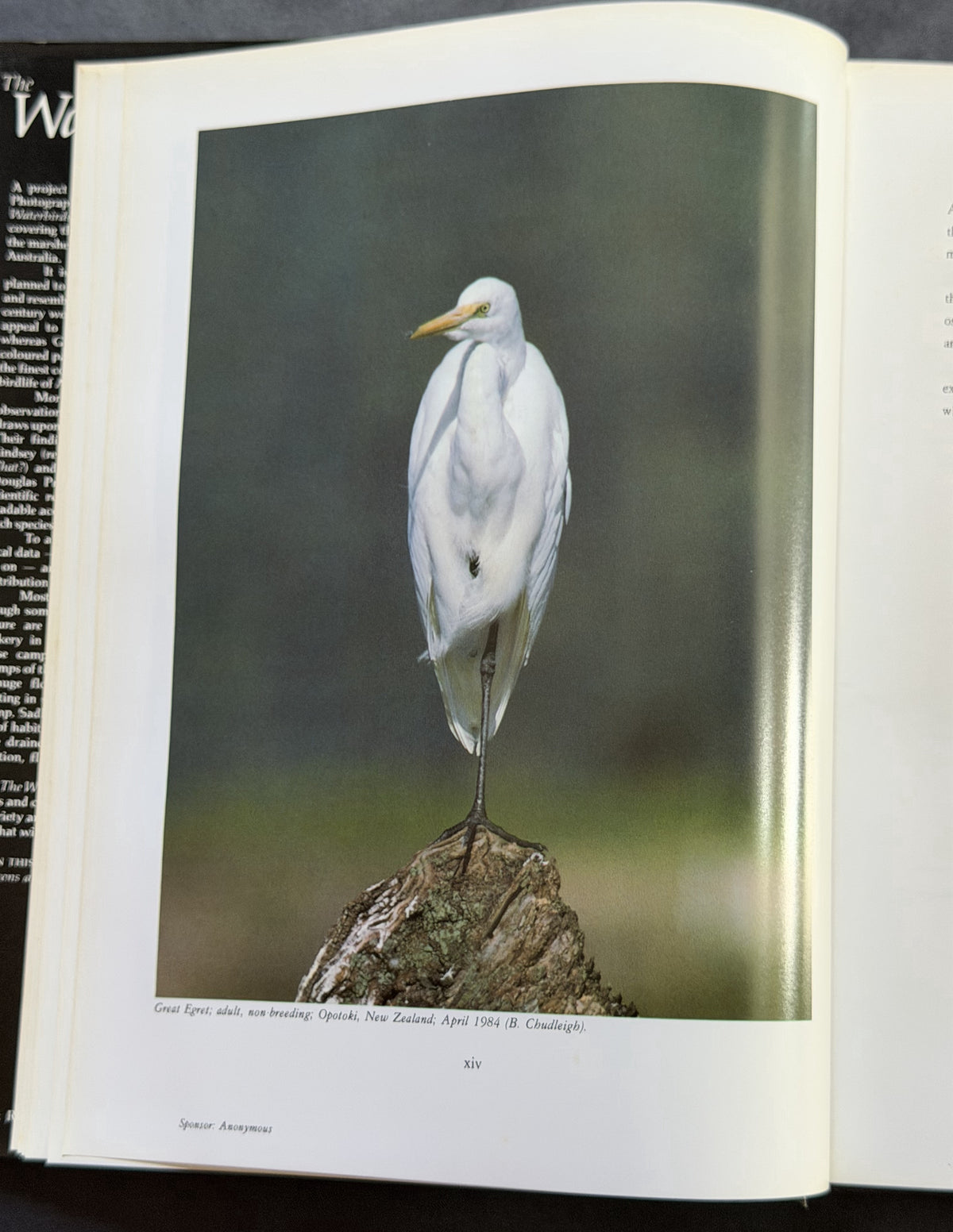 The Waterbirds of Australia