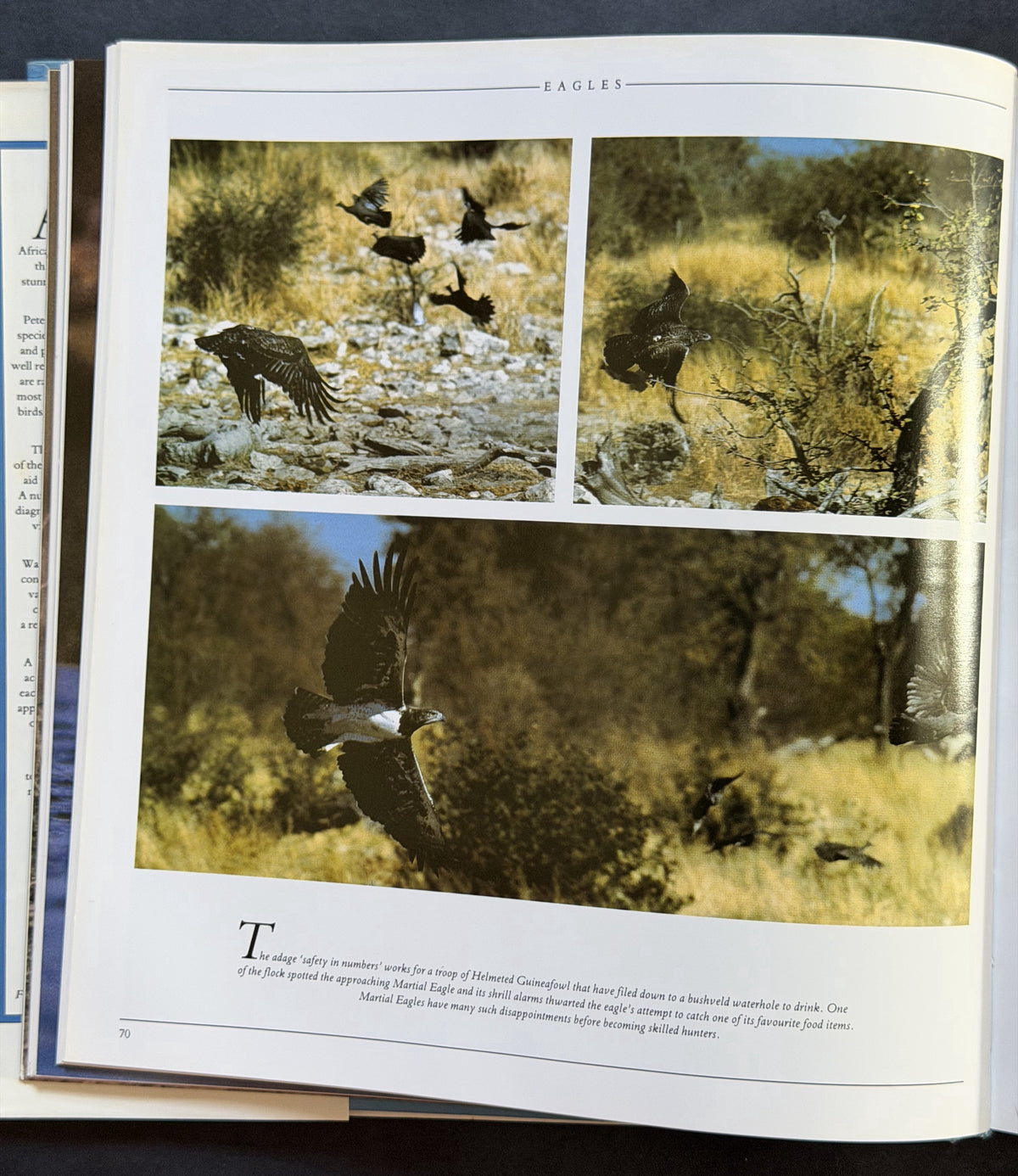 African Birds of Prey by Warwick Rowe Tarboton