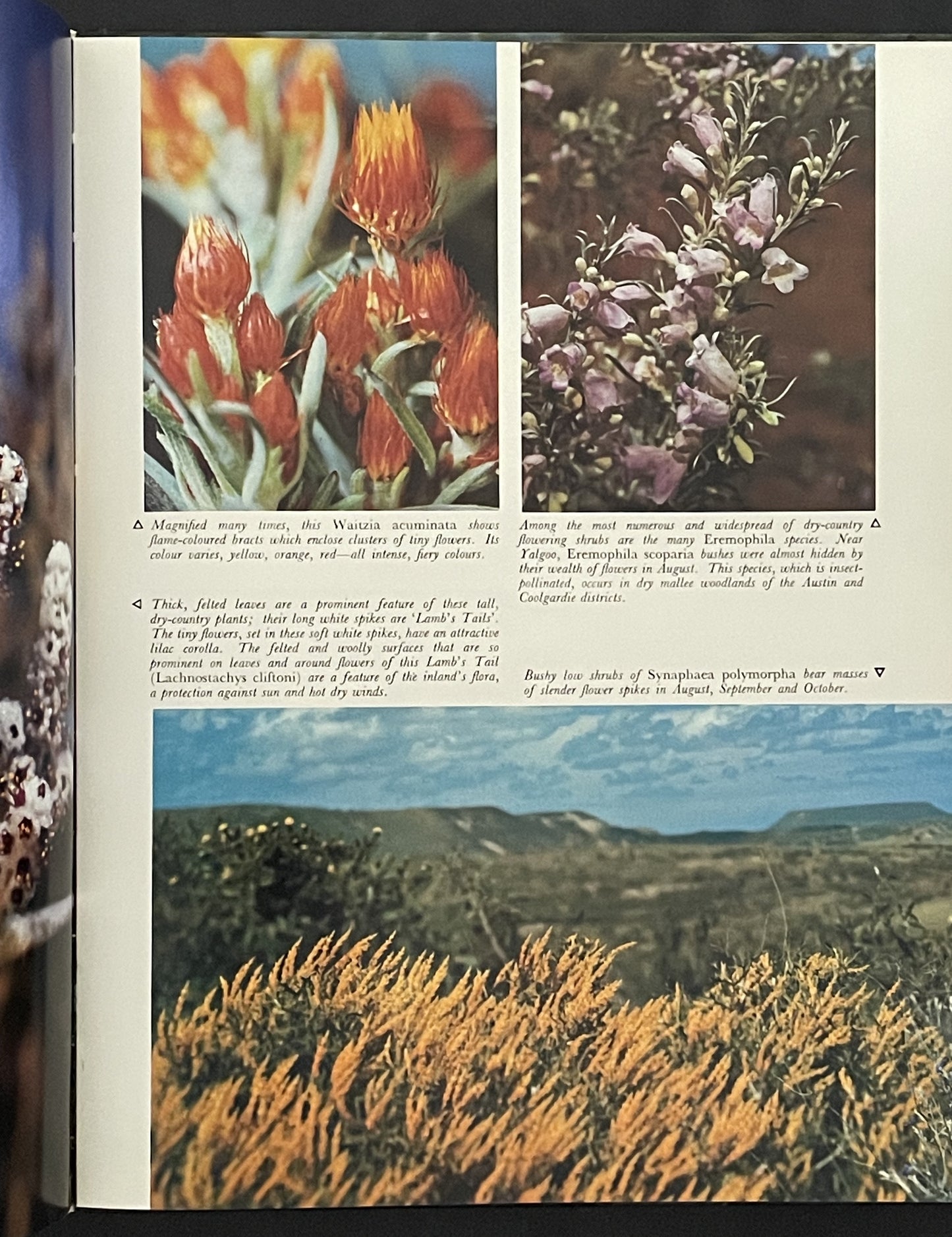 Australia's Western Wildflowers by Michael K. Morcombe