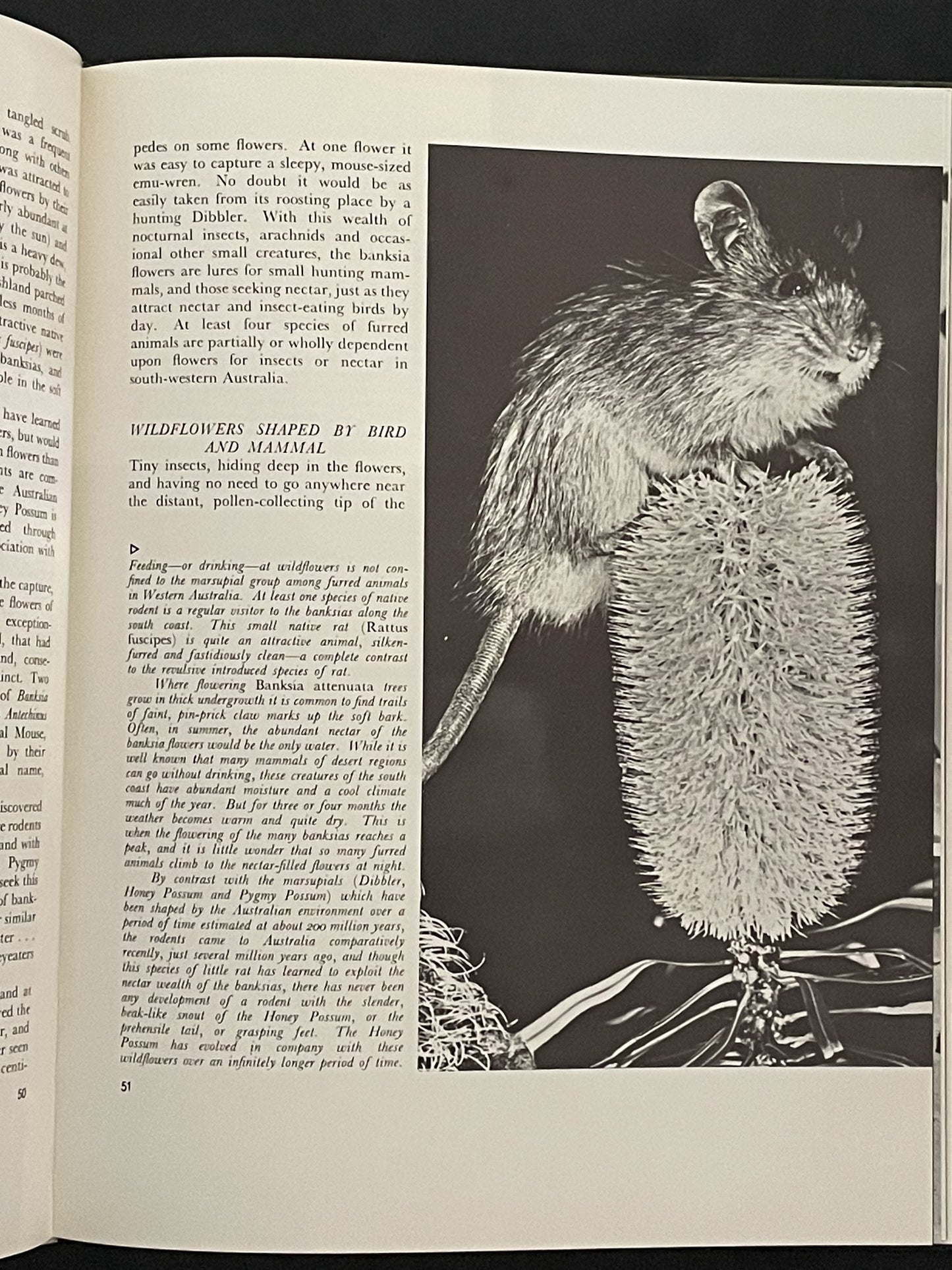 Australia's Western Wildflowers by Michael K. Morcombe