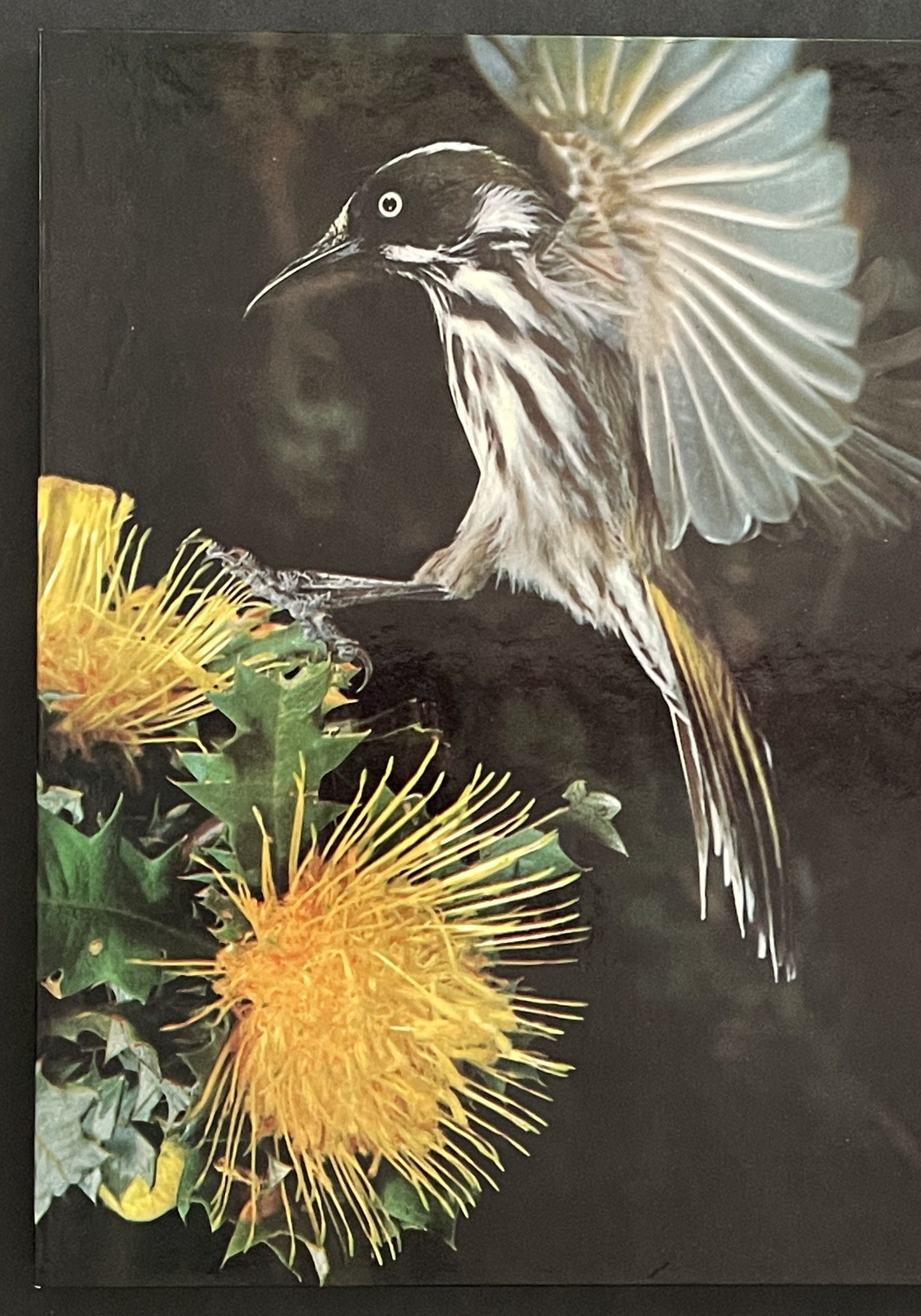 Australia's Western Wildflowers by Michael K. Morcombe