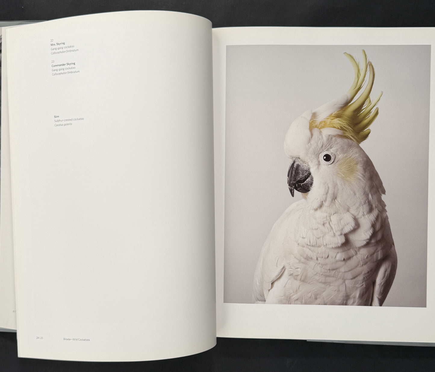 Birdland by Leila Jeffreys