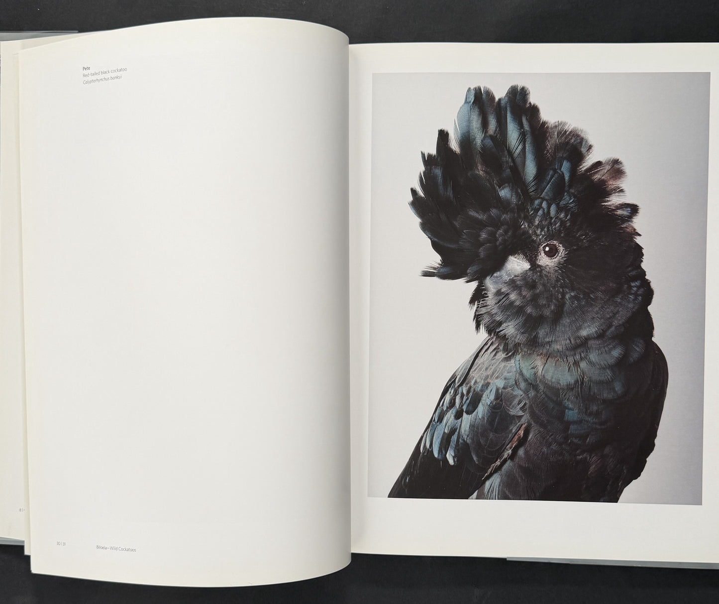 Birdland by Leila Jeffreys