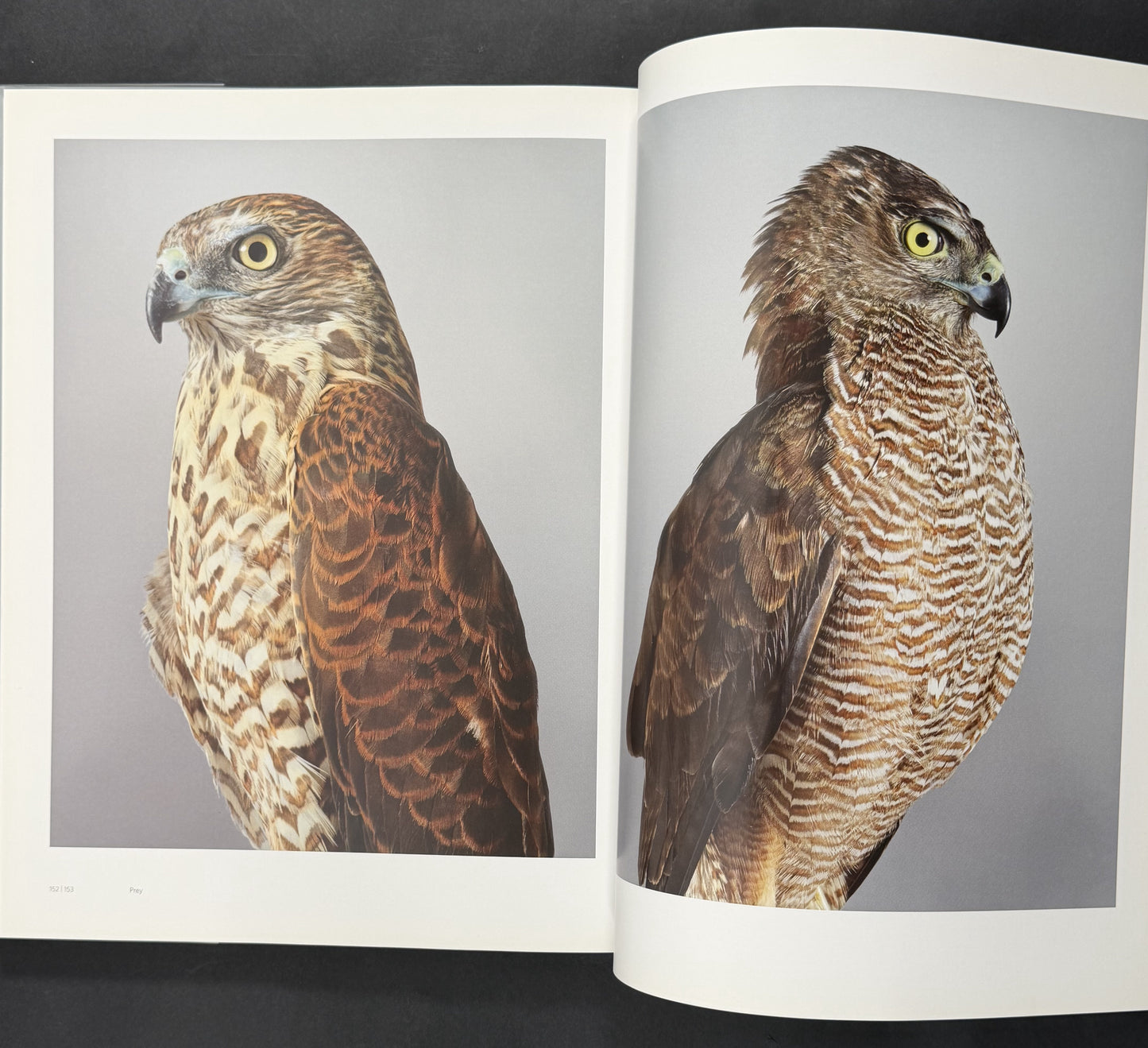 Birdland by Leila Jeffreys