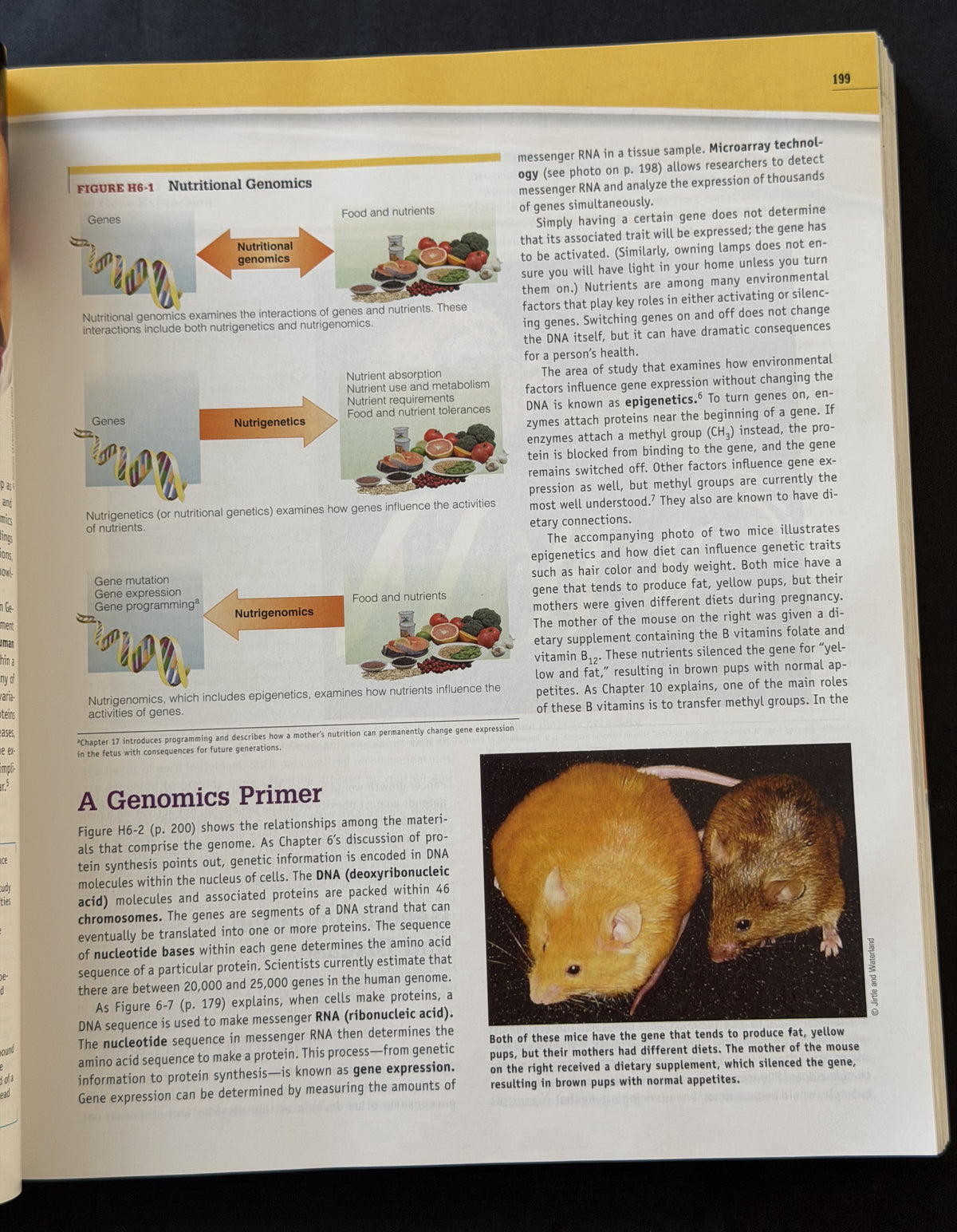 Understanding Nutrition by Ellie Whitney and Sharon Rady Rolfes