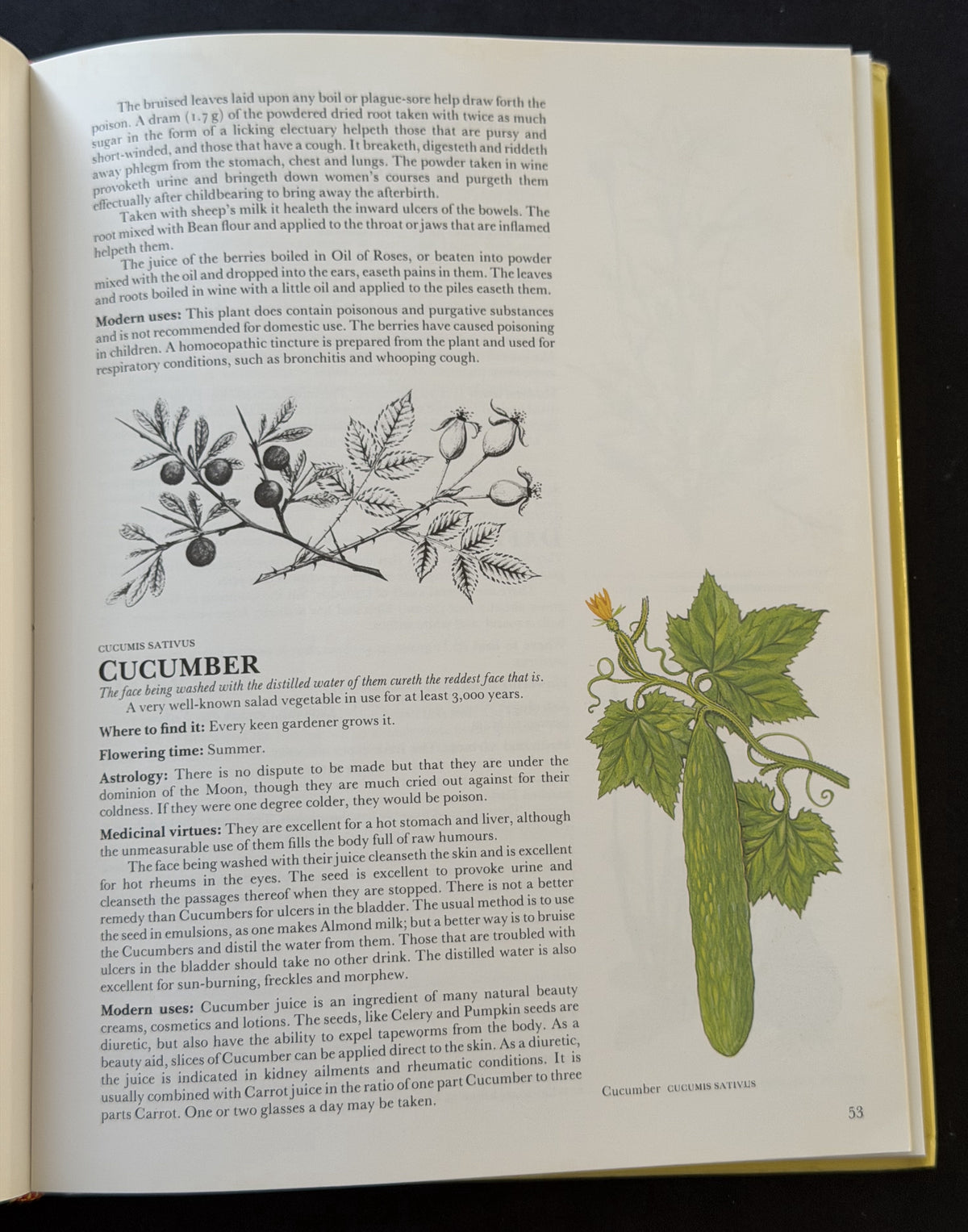 Culpeper's Colour Herbal by Nicholas Culpeper