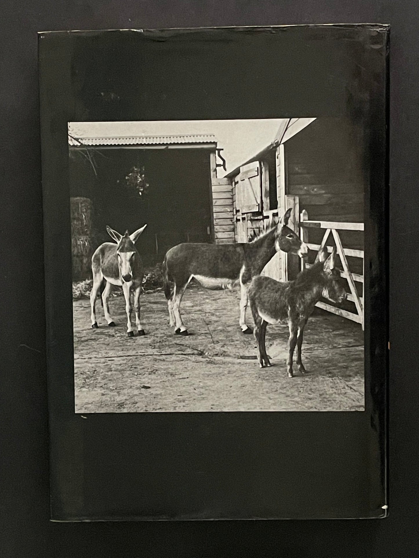 The Book of the Donkey by Robin Sandbach Borwick