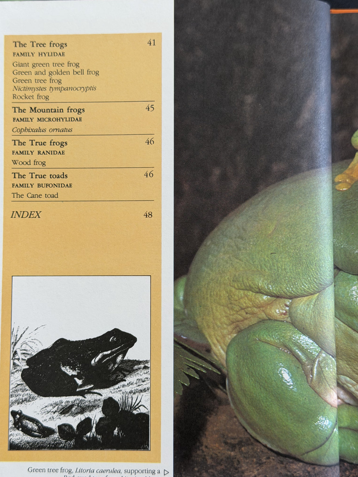 Australian Crocodiles, Turtles, Tortoises and Frogs by Bay Books