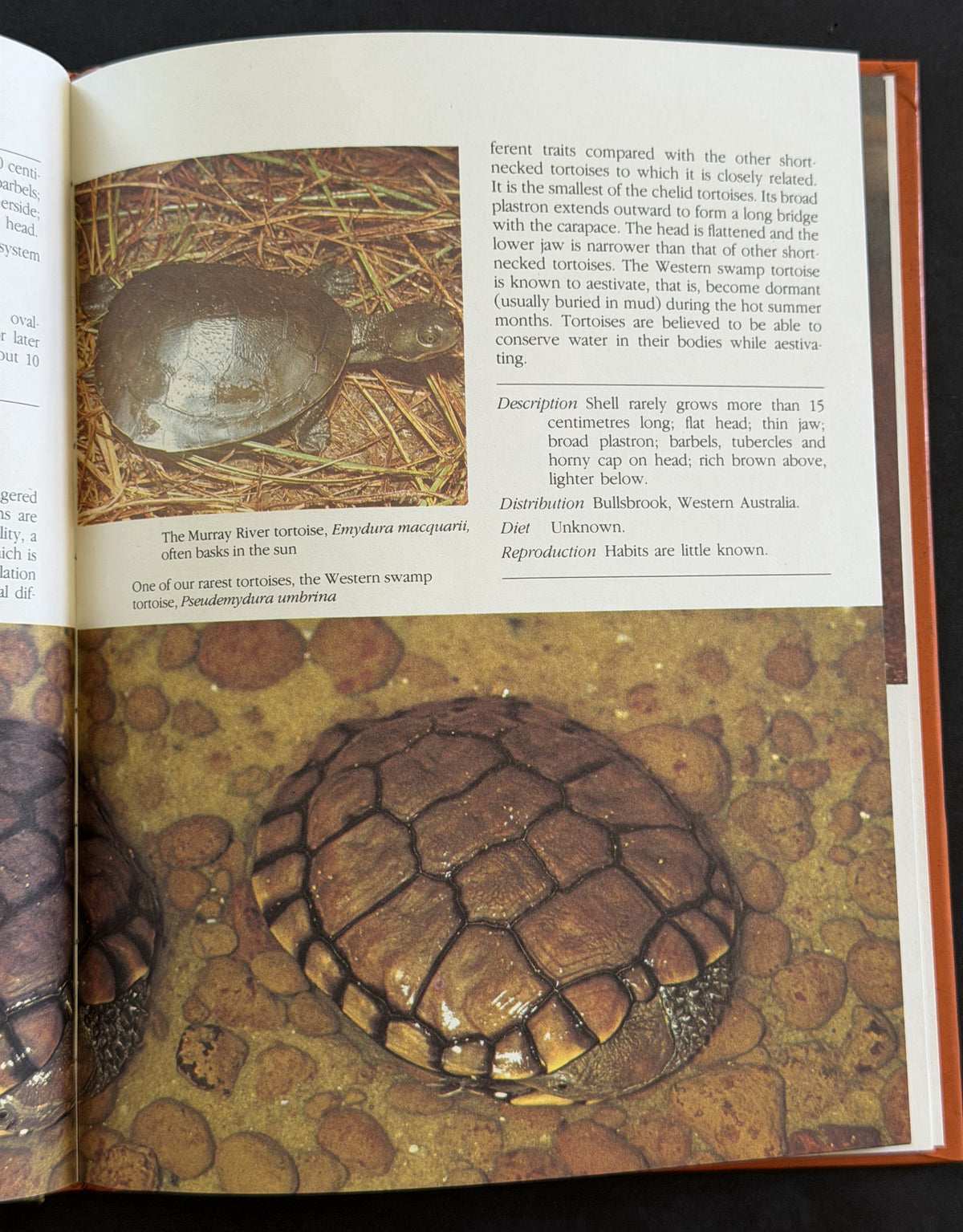 Australian Crocodiles, Turtles, Tortoises and Frogs by Bay Books