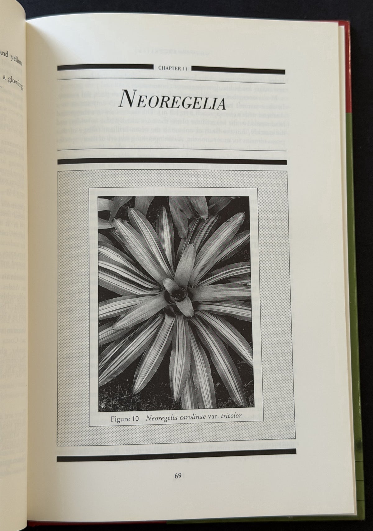 Growing bromeliads by Ian Hodgson