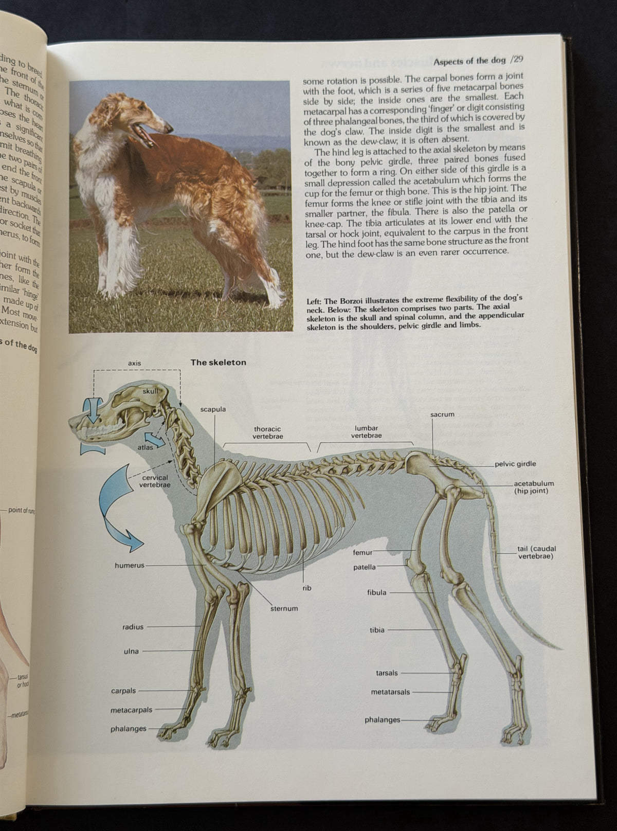 Encyclopedia of the dog by Richard Marples