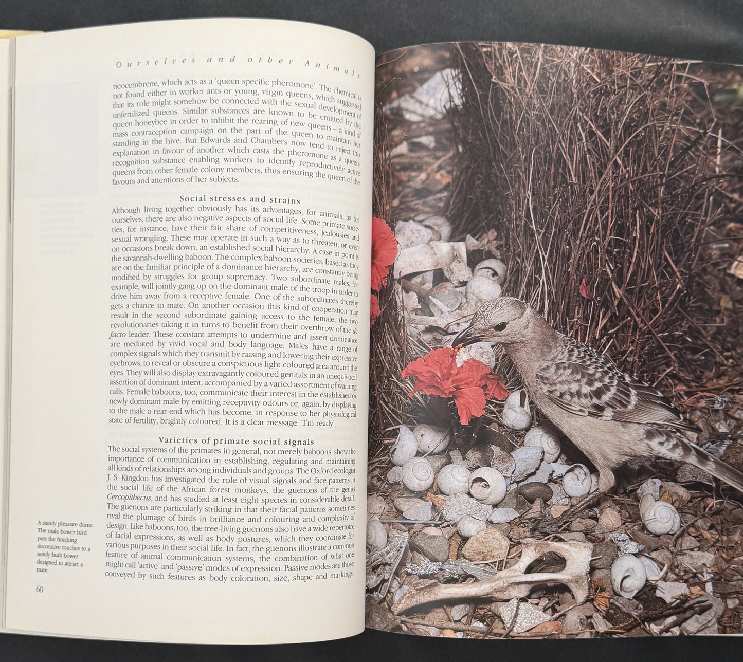 Ourselves and Other Animals by Gerald and Lee Durrell and Peter Evans