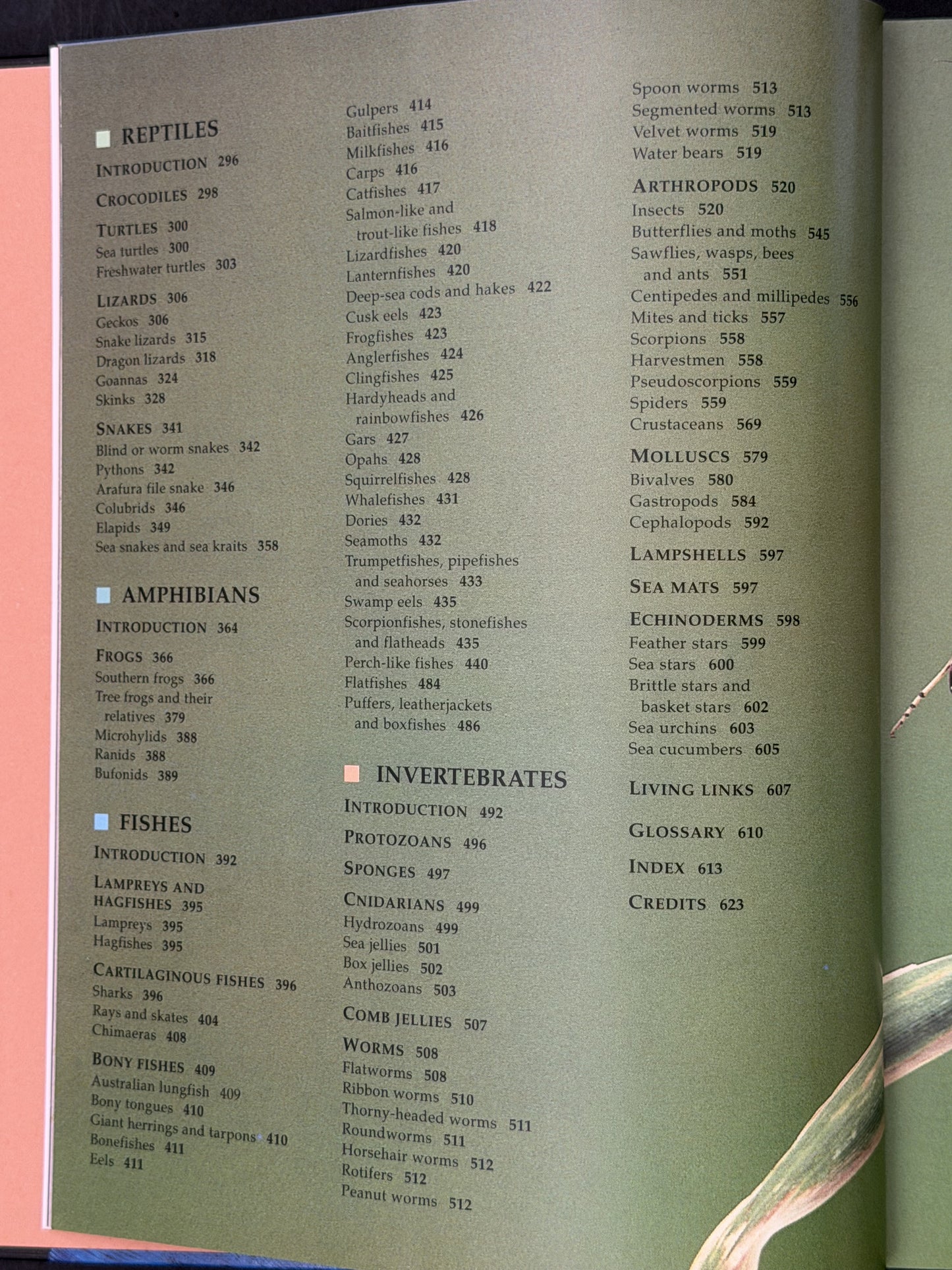 Encyclopedia of Australian Wildlife by Reader's Digest
