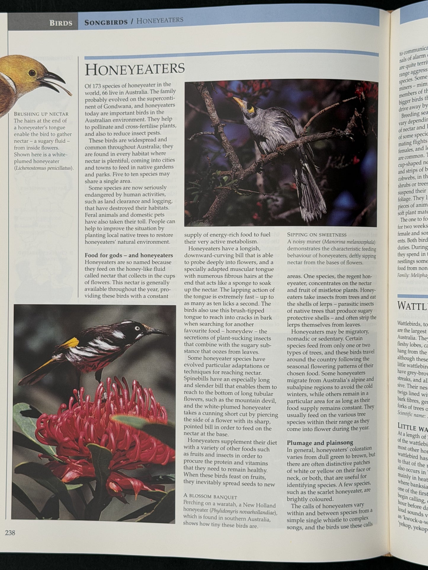 Encyclopedia of Australian Wildlife by Reader's Digest
