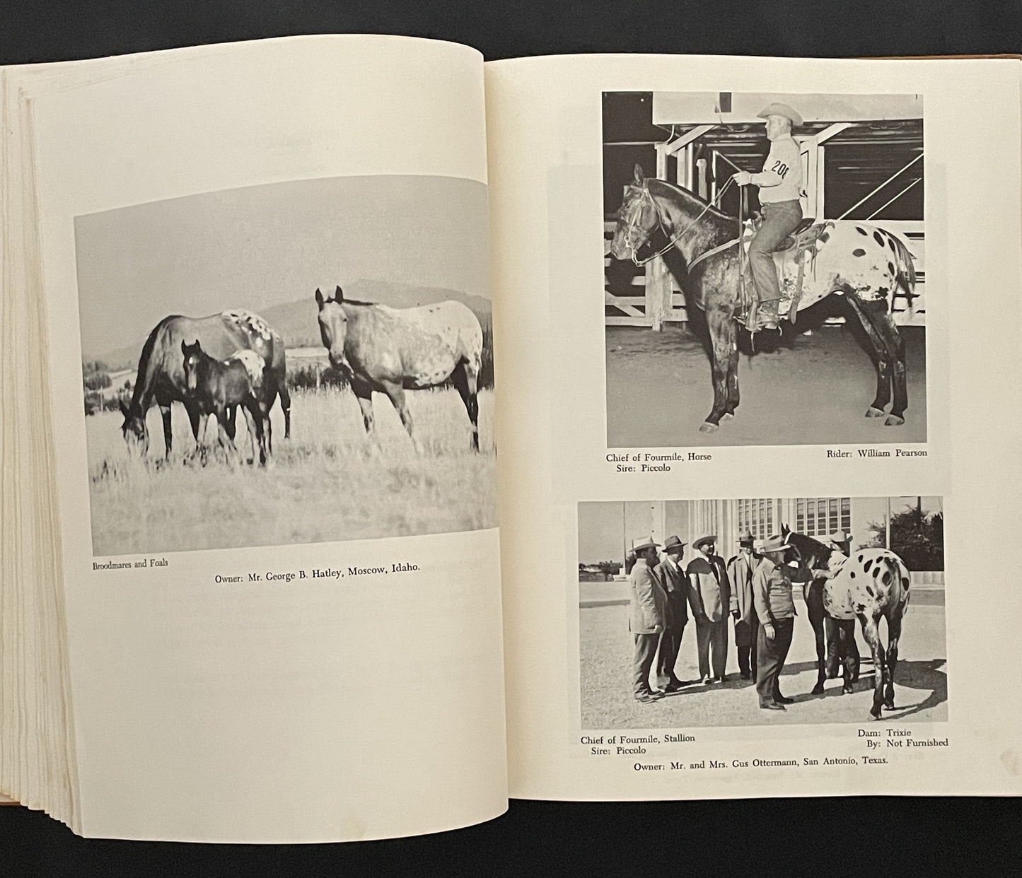 The Light Horse Breeds by John W. Patten