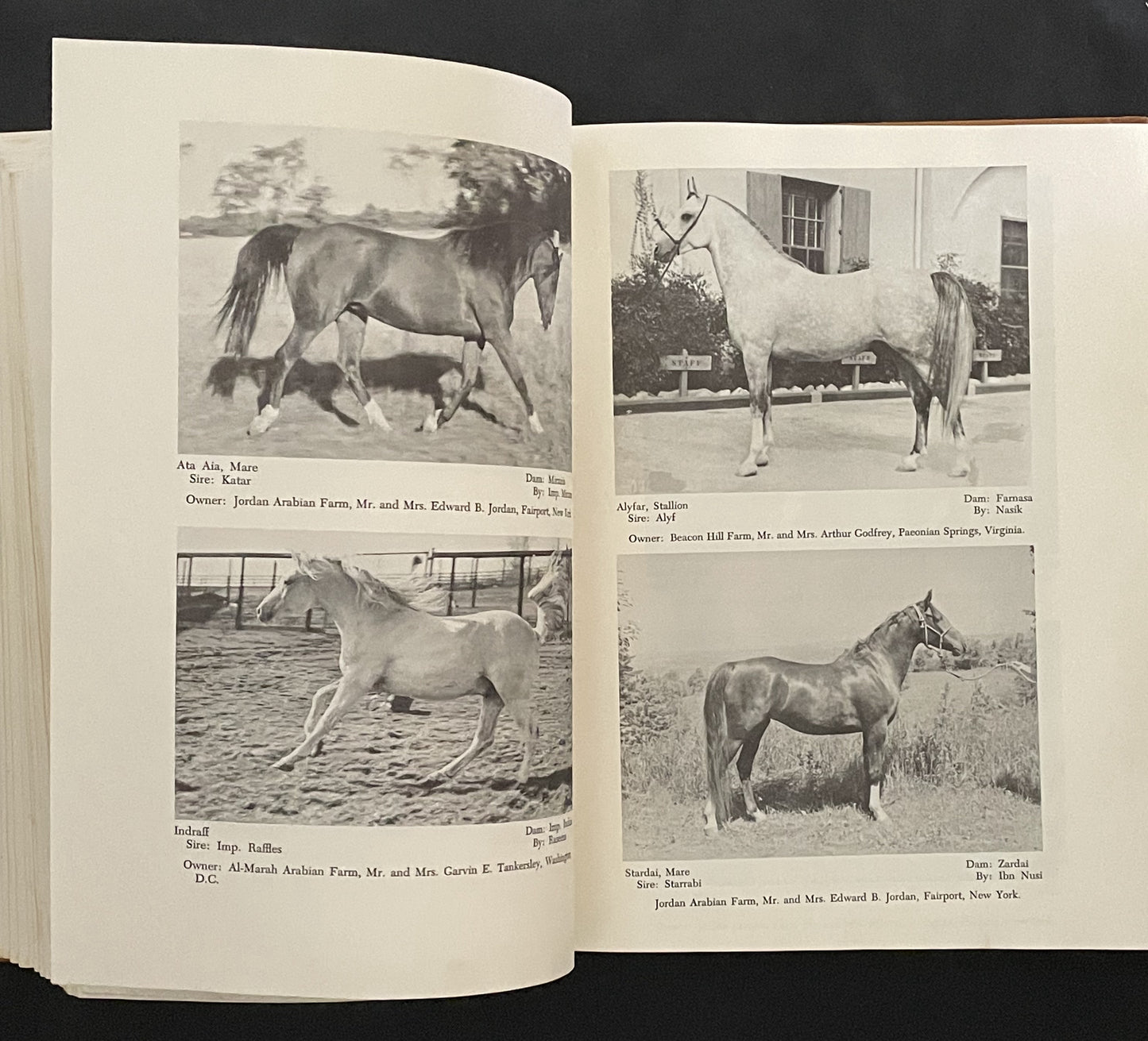 The Light Horse Breeds by John W. Patten