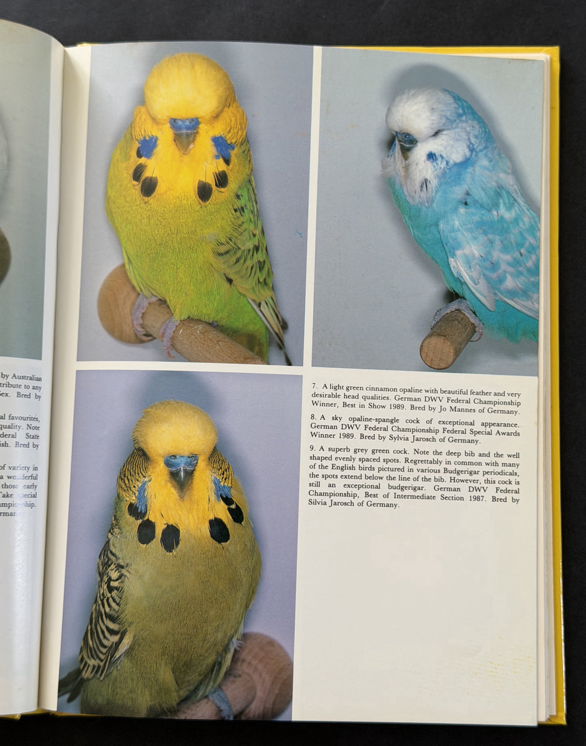 Budgerigars by Michael S. Christian