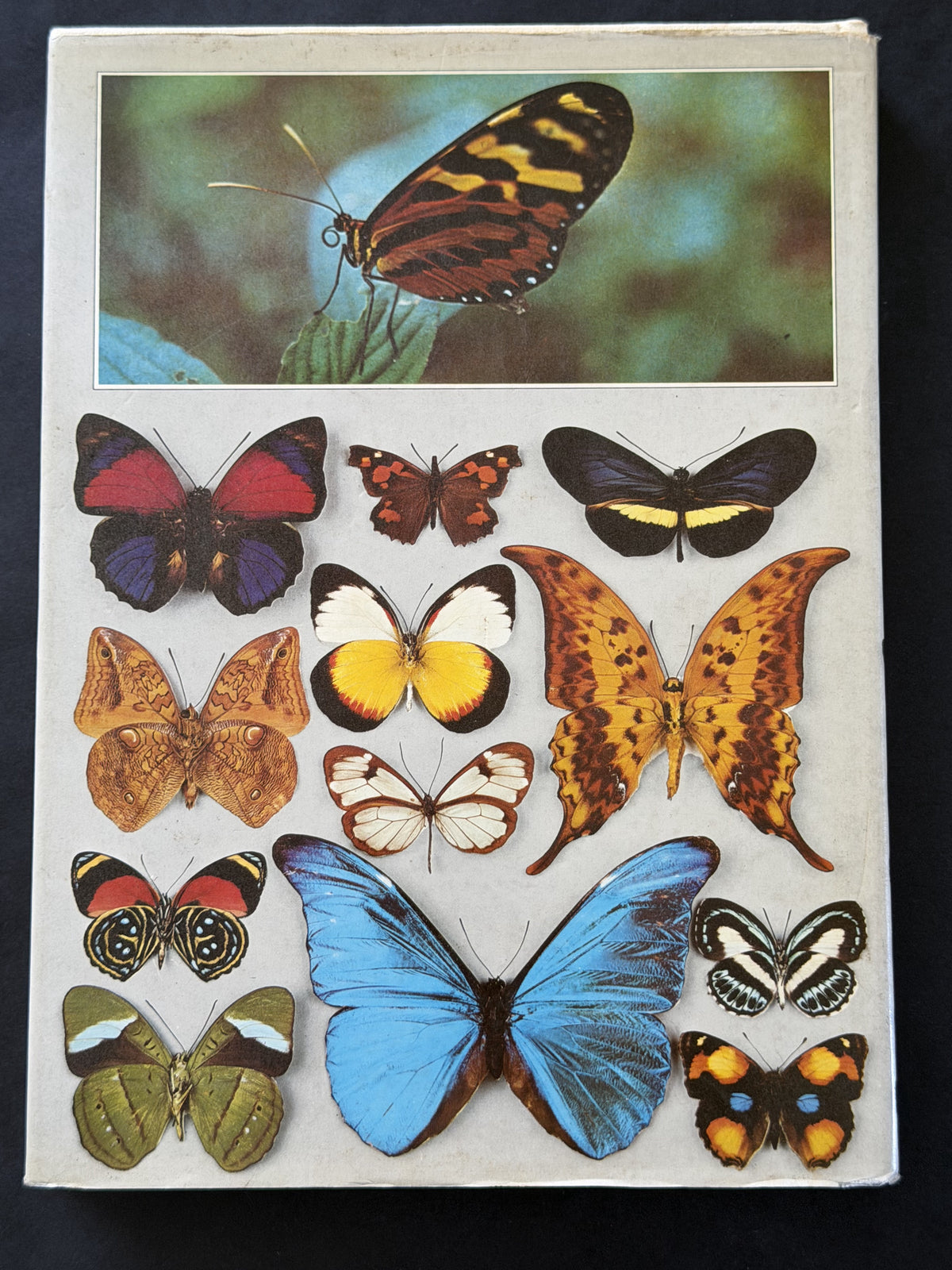 The illustrated encyclopedia of the butterfly world (A Salamander book)