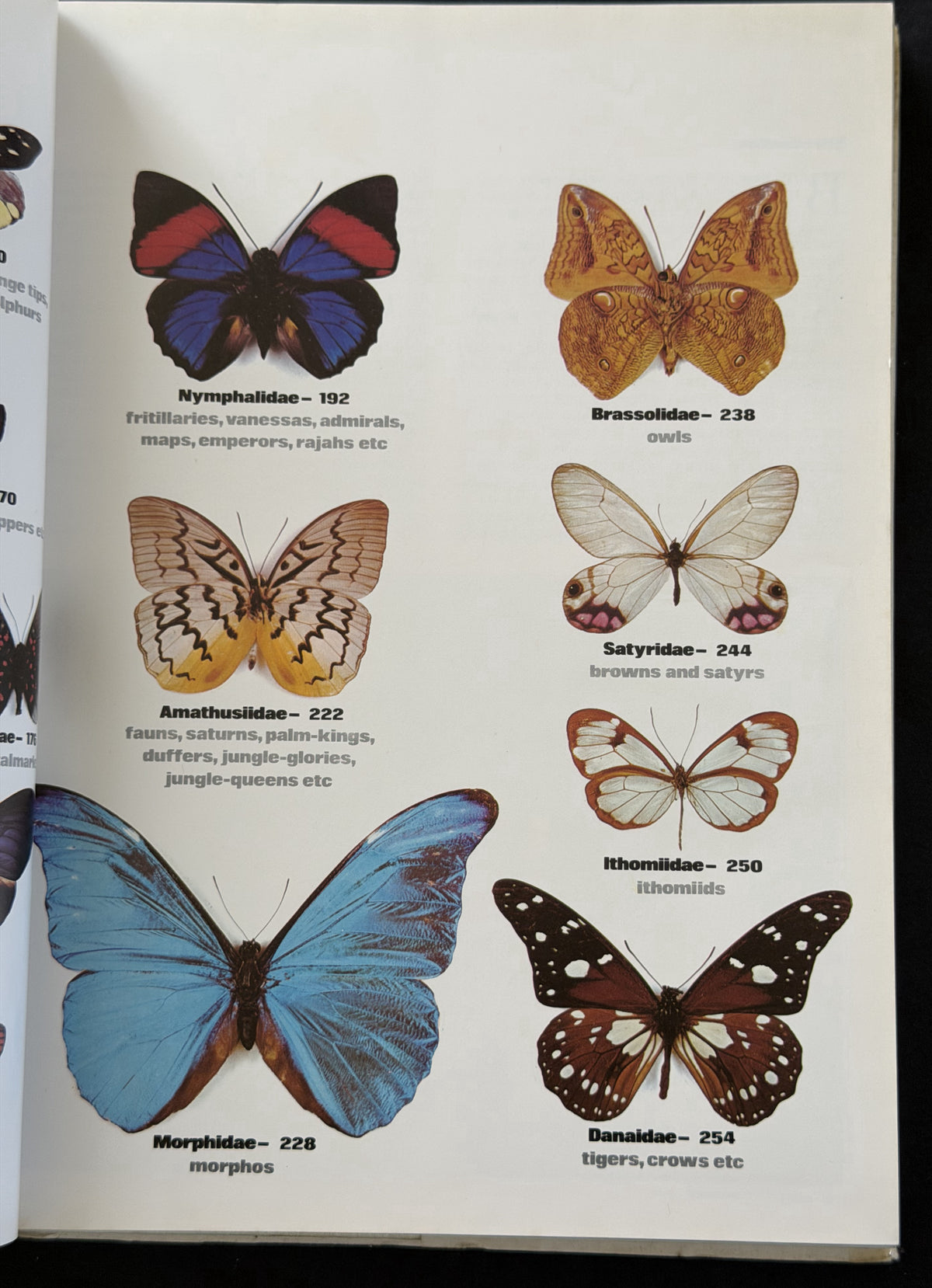 The illustrated encyclopedia of the butterfly world (A Salamander book)