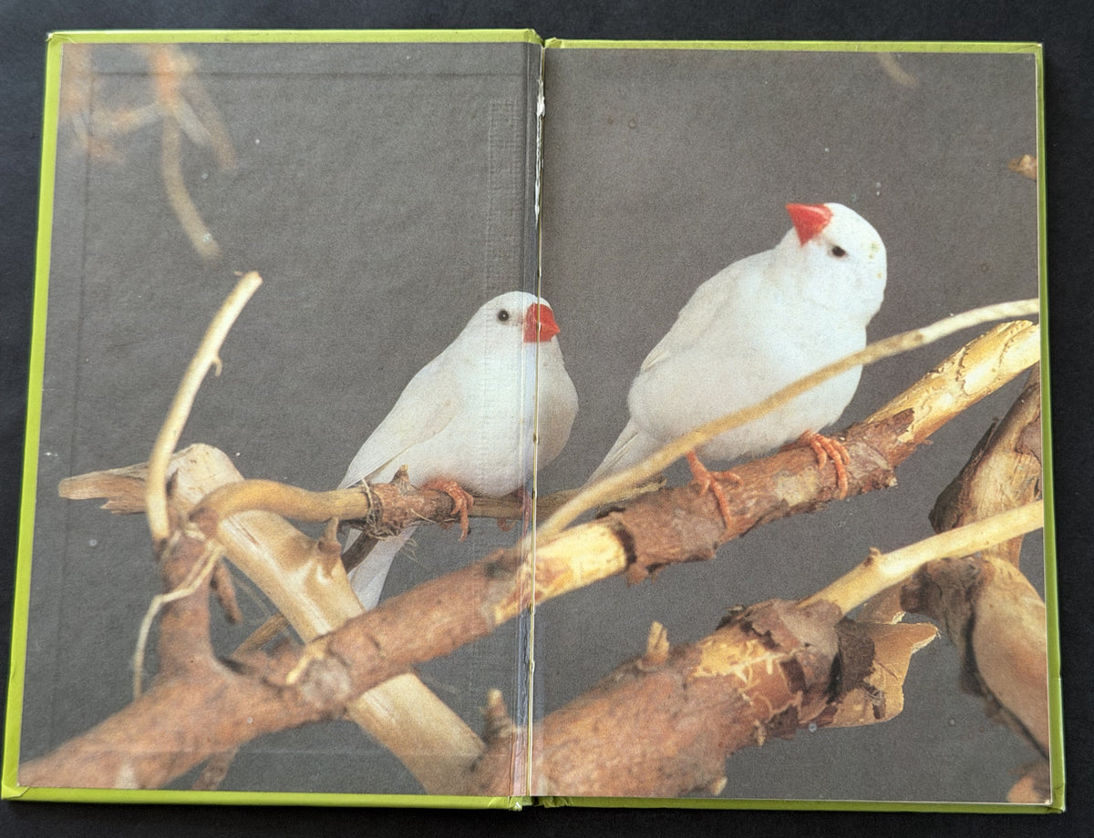 Beginner's guide to zebra finches by David Alderton