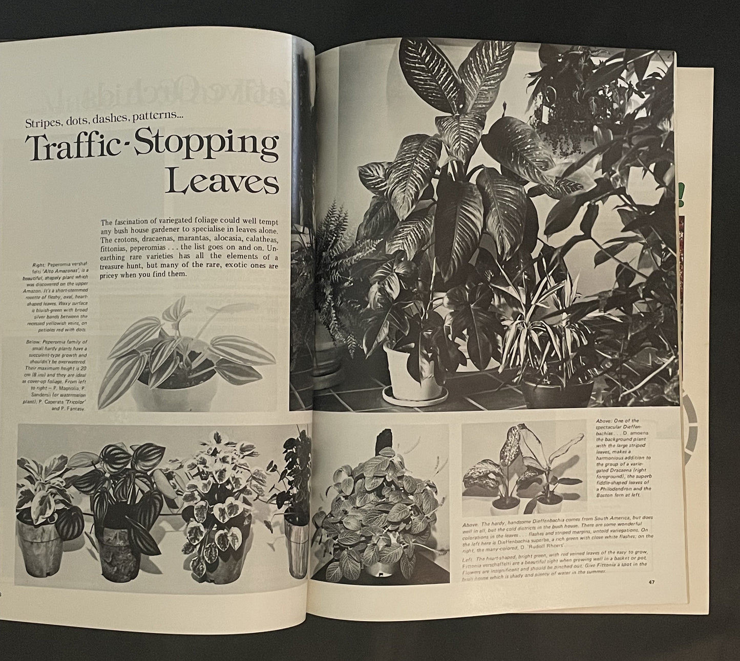 The Pleasures Of Bush & Glasshouses by Beryl Guertner, Rolfe Bradley