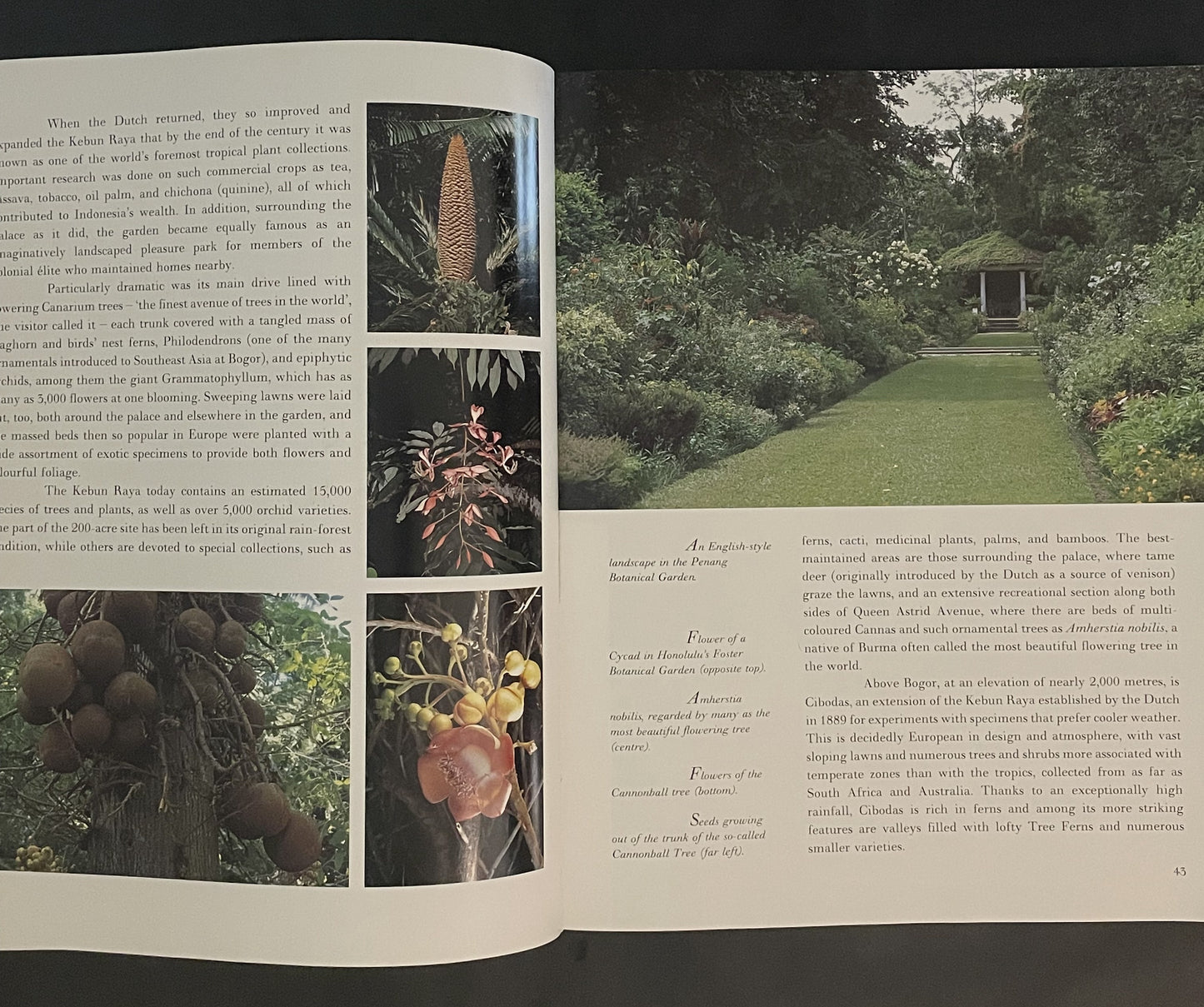The Tropical Garden by William Warren, Luca Invernizzi Tettoni